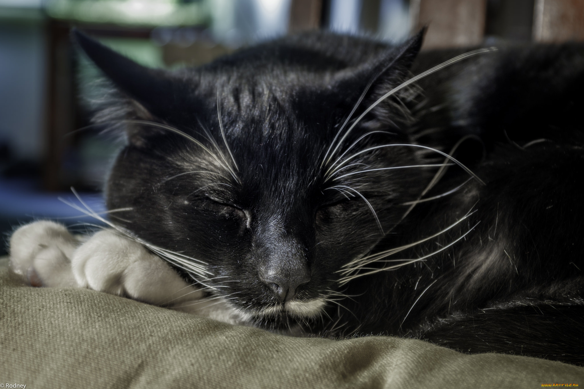 животные, коты, киса, коте, кошка, спит, усы, ушки