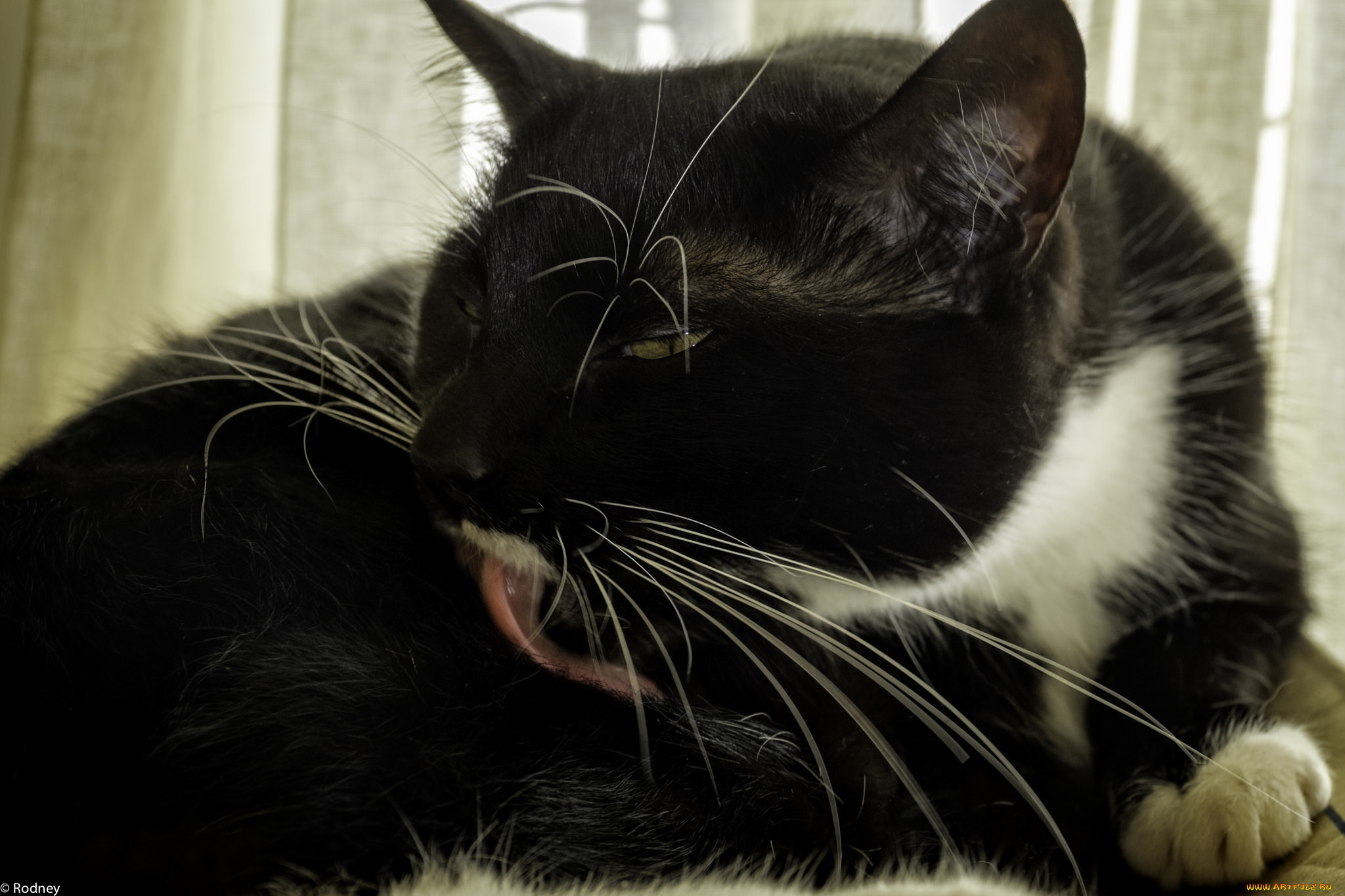 животные, коты, киса, усы, ушки, вылизывается, кошка, коте