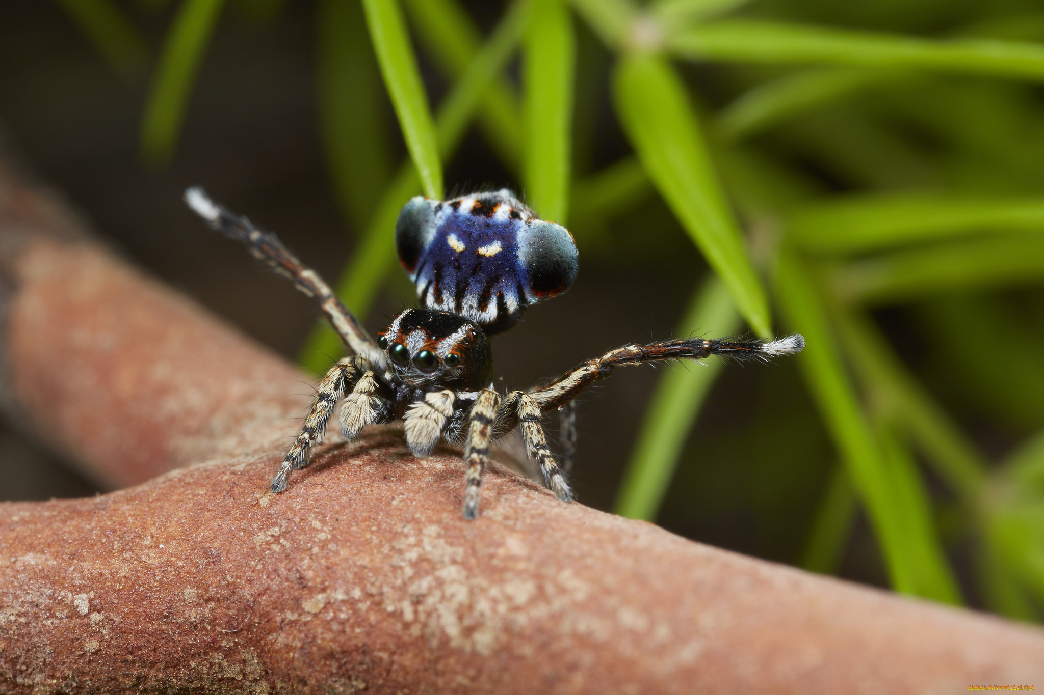 животные, пауки, джампер, глазки, лапки, паук, макро