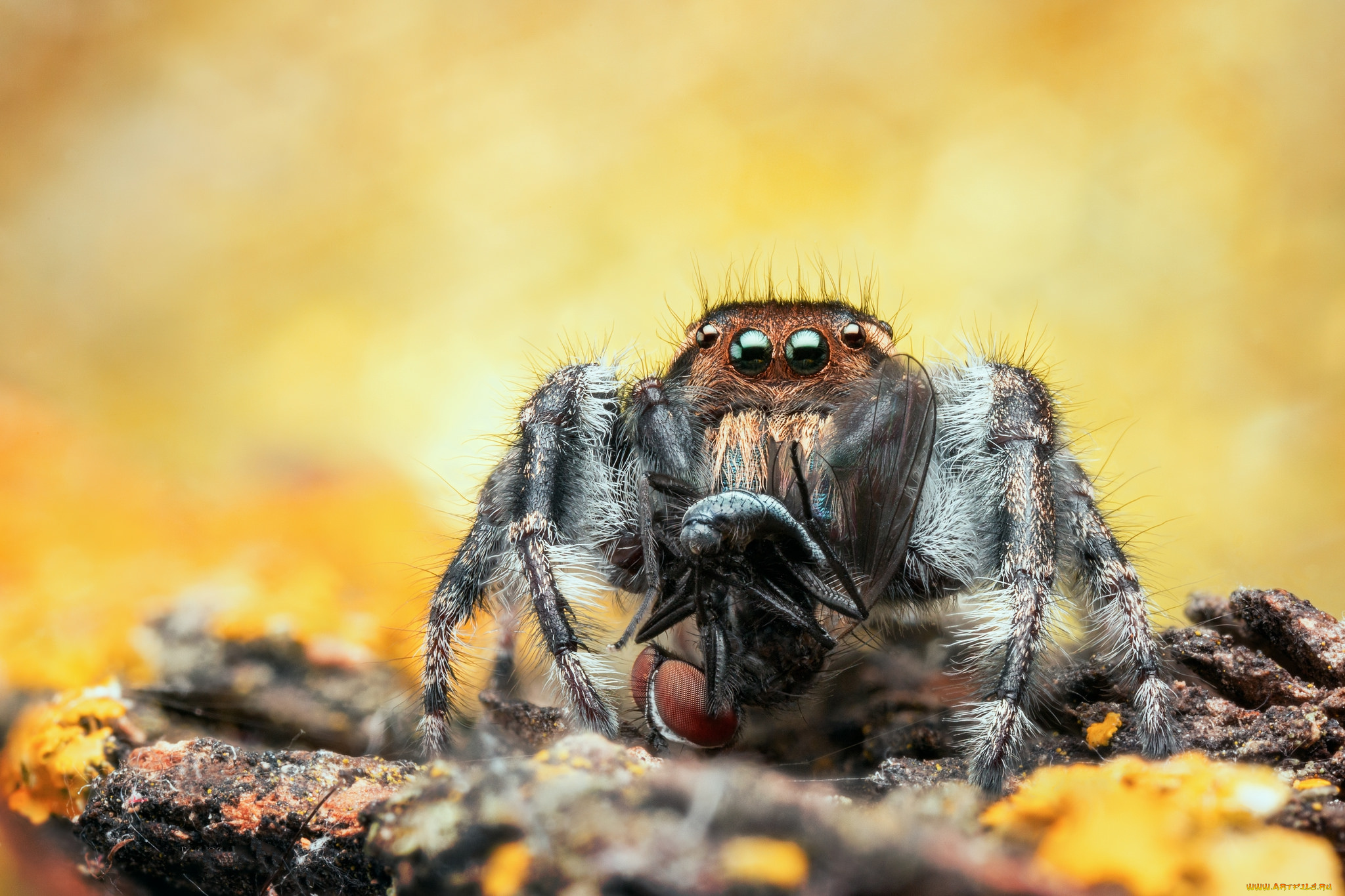 животные, пауки, паучок