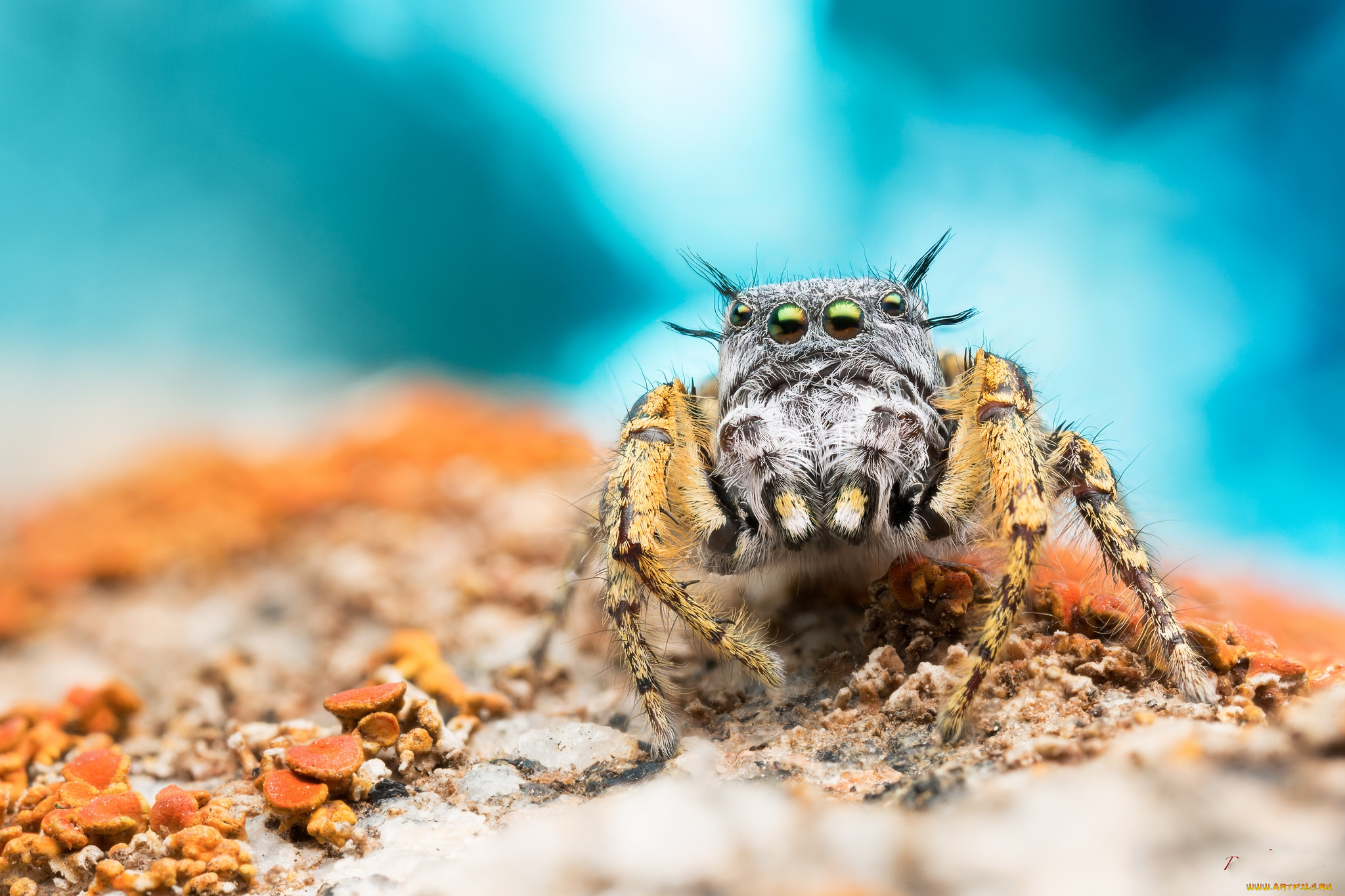 животные, пауки, паучок