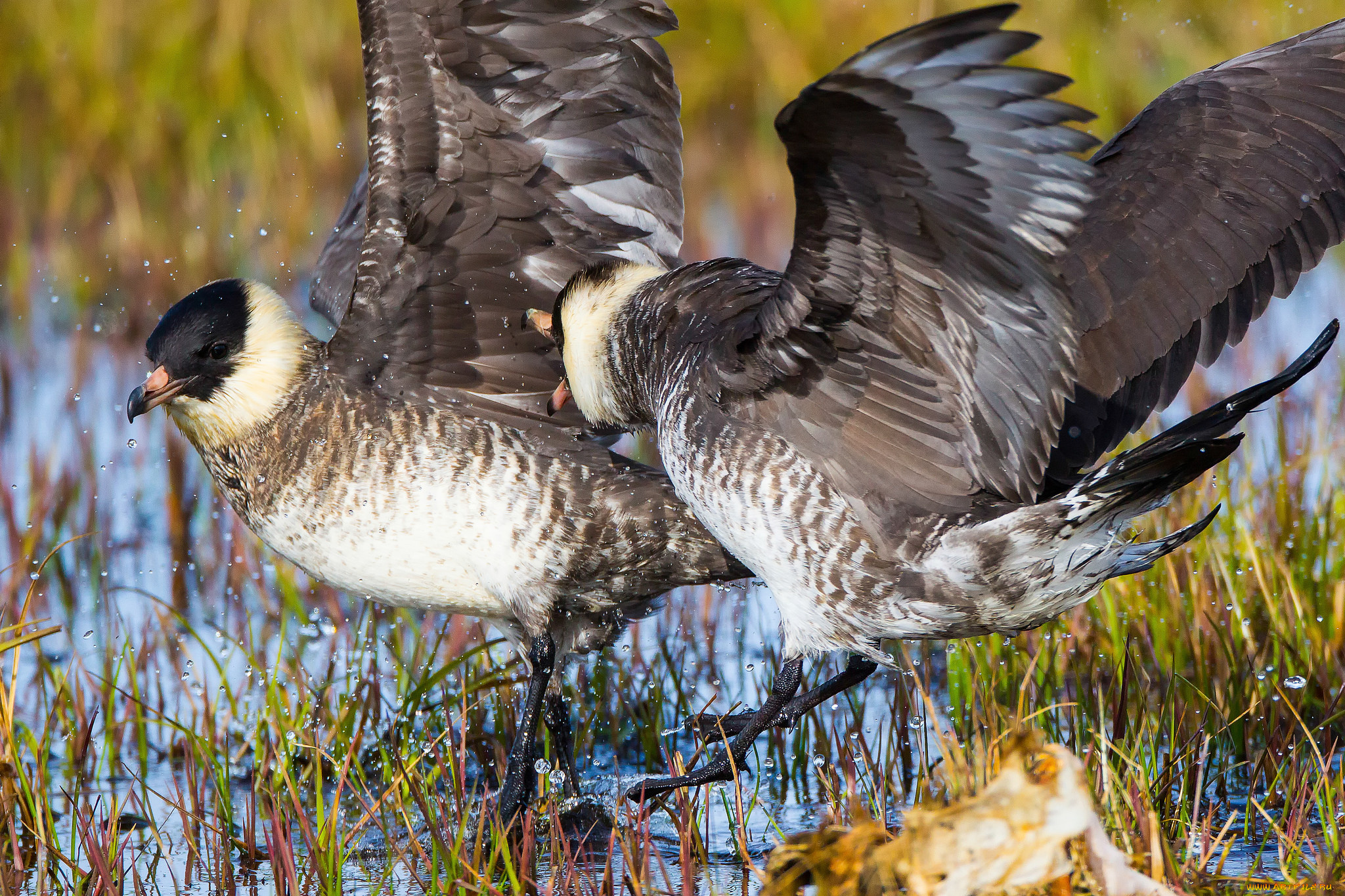 животные, птицы, драка, брызги, вода, пара