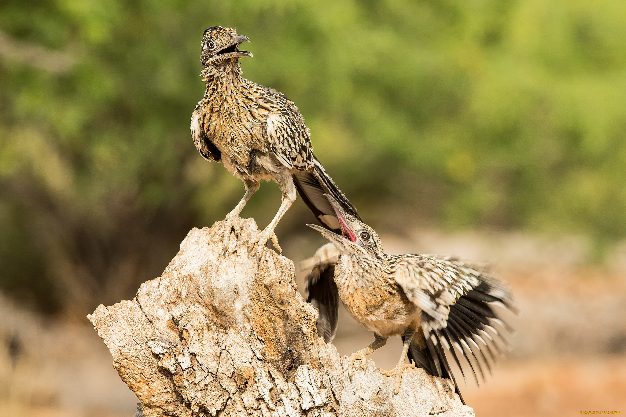 животные, птицы, пара