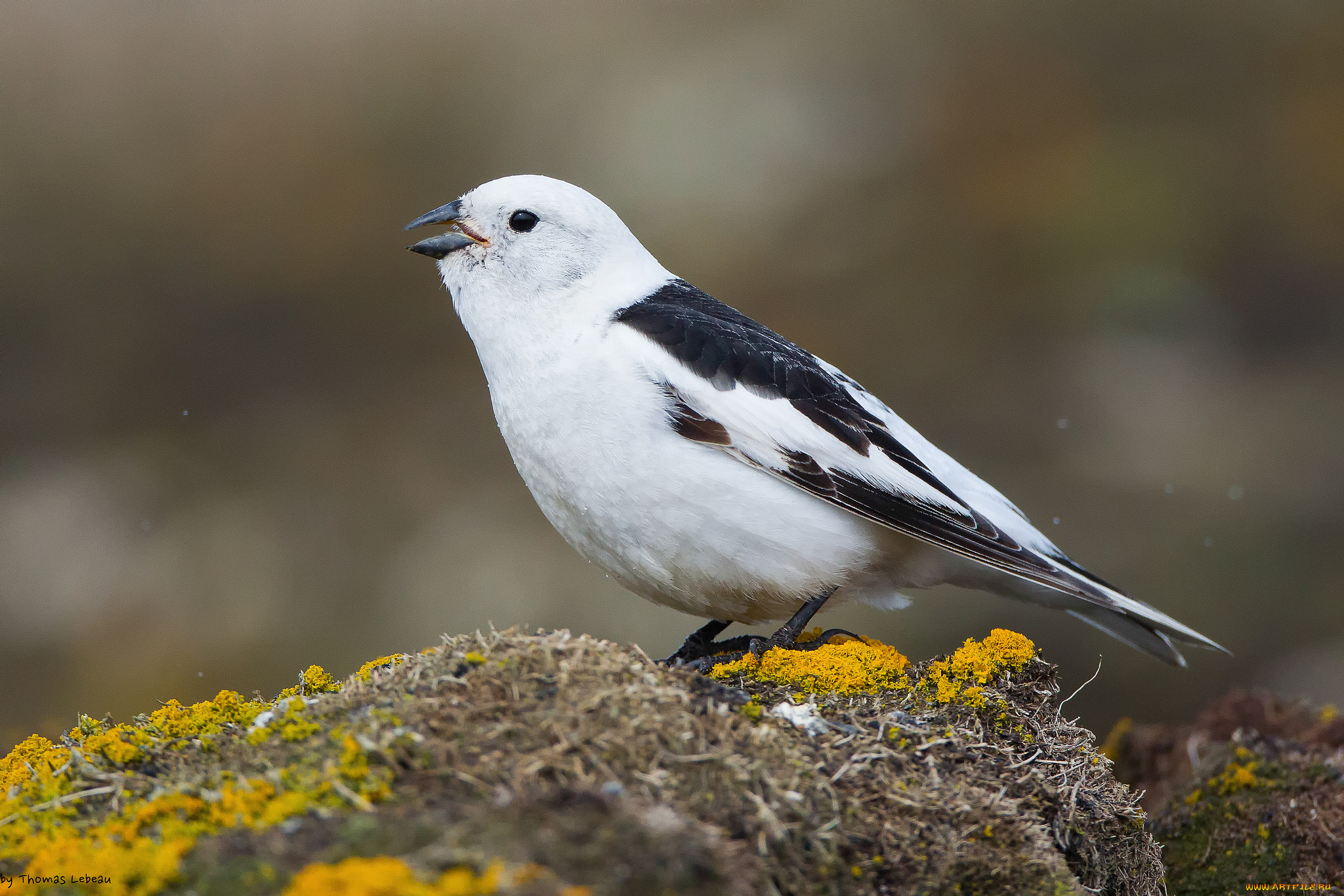 животные, птицы, птица, фон