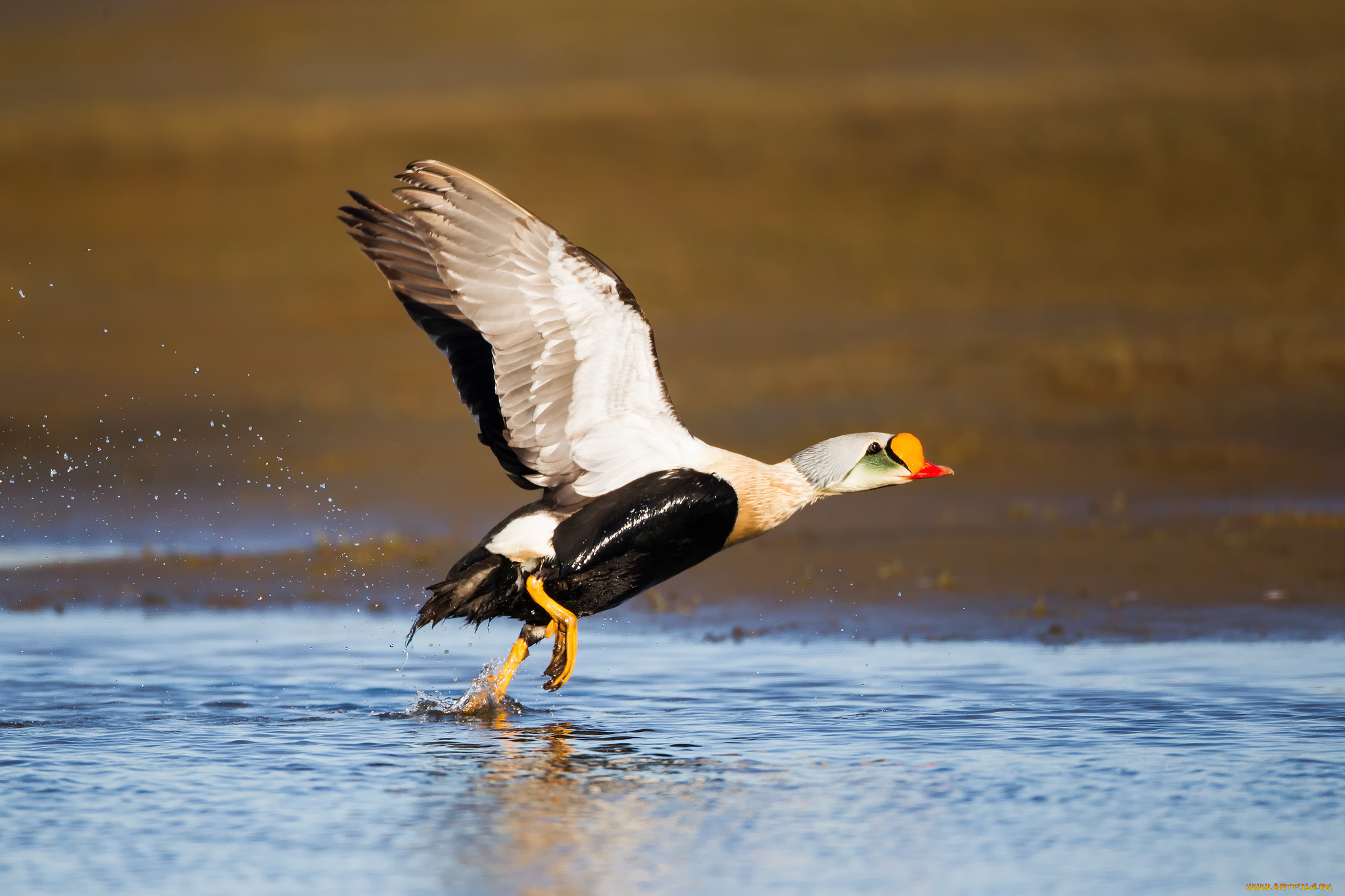 животные, утки, озеро, бег, утка