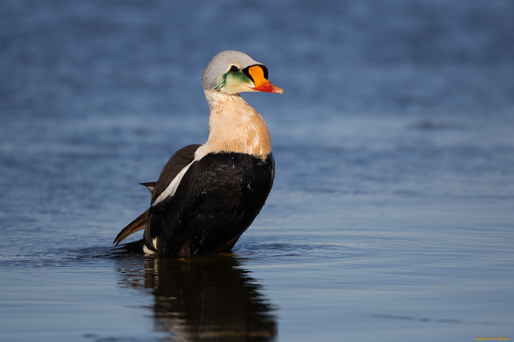 животные, утки, утка, озеро