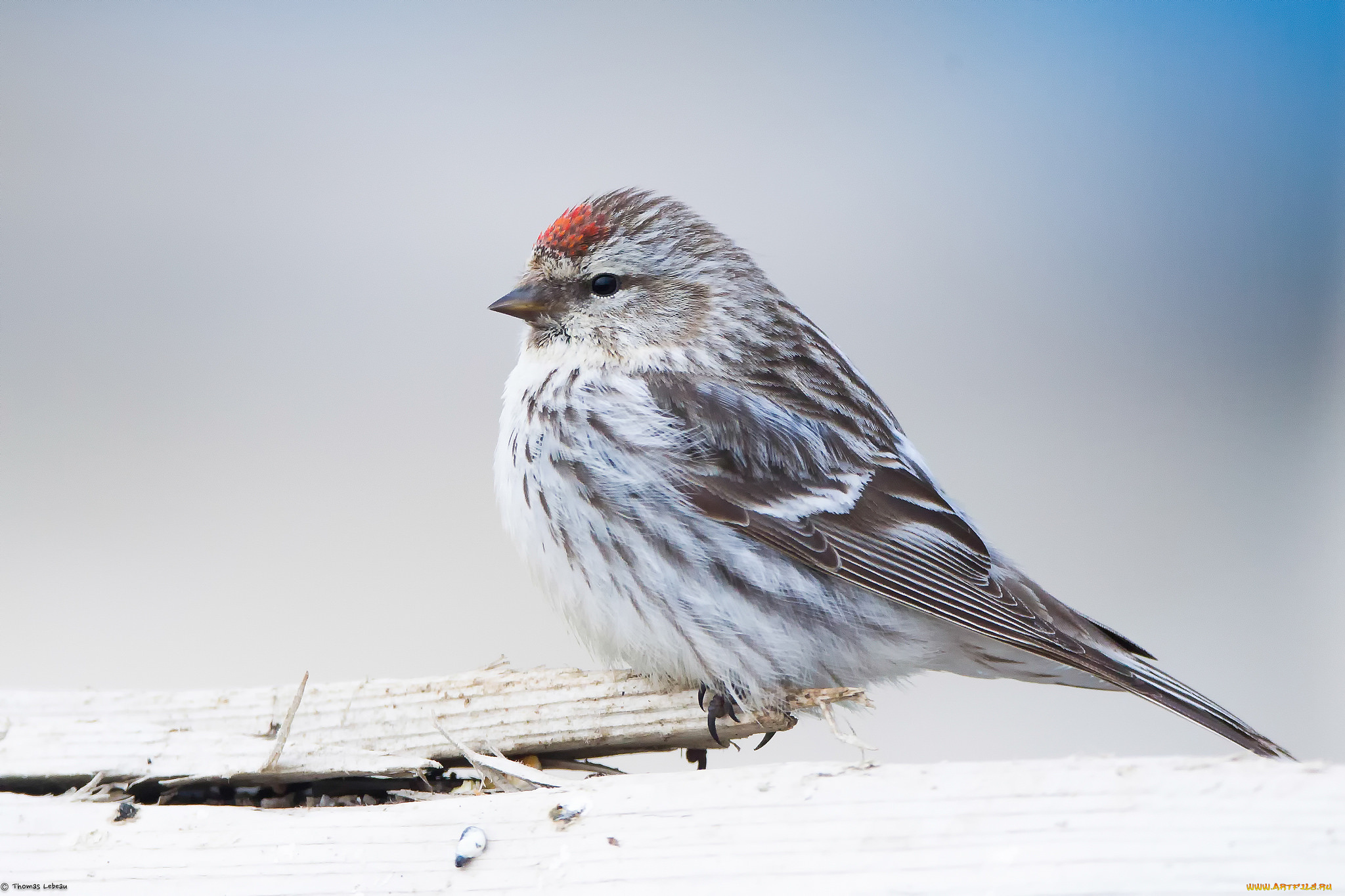 животные, воробьи, птичка