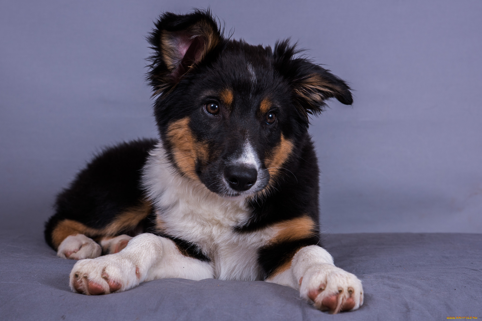 животные, собаки, щенок