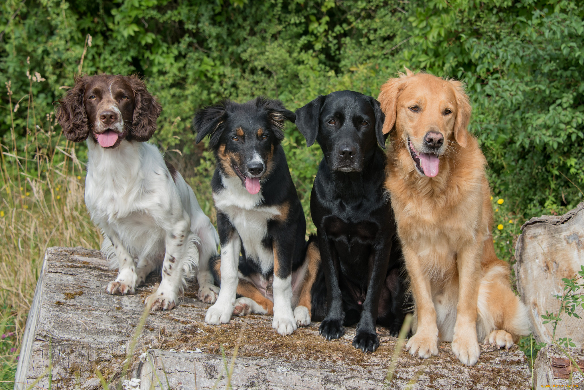 животные, собаки, собачки
