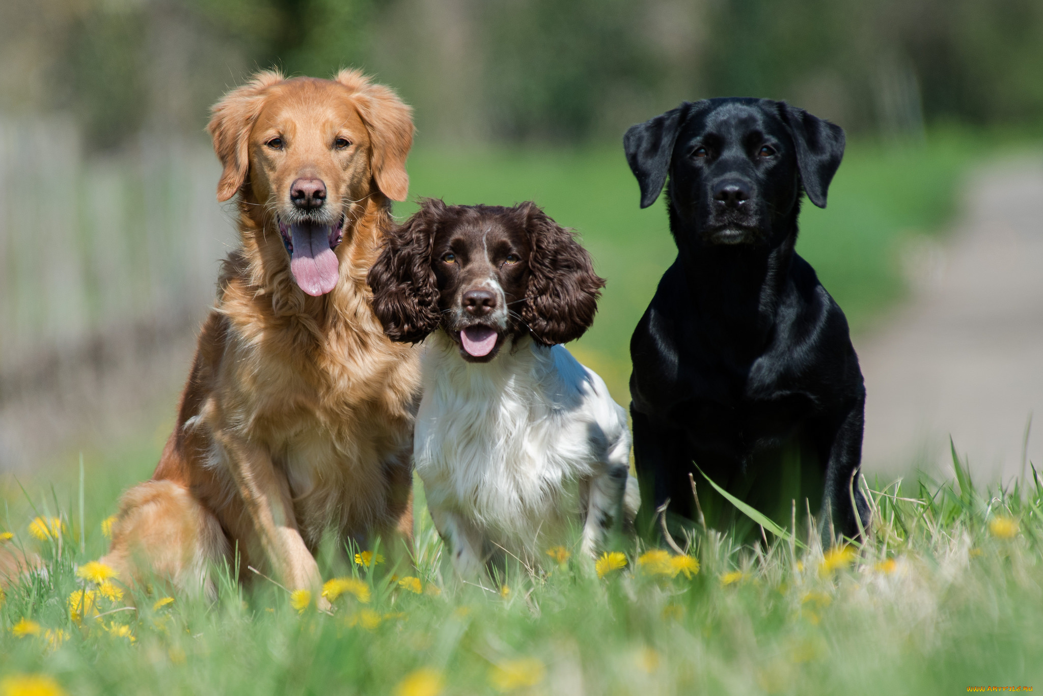 животные, собаки, собачки