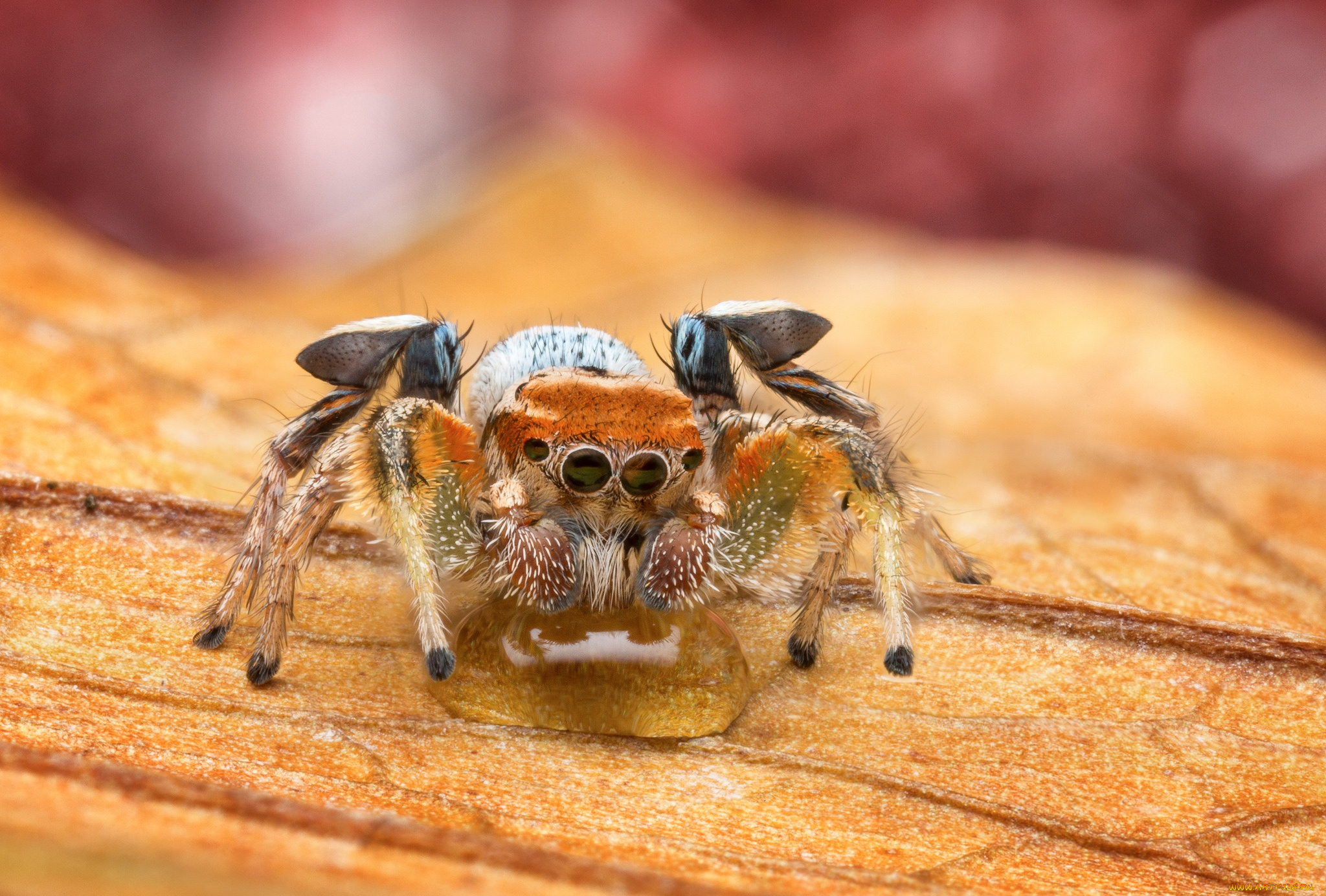 животные, пауки, паучок