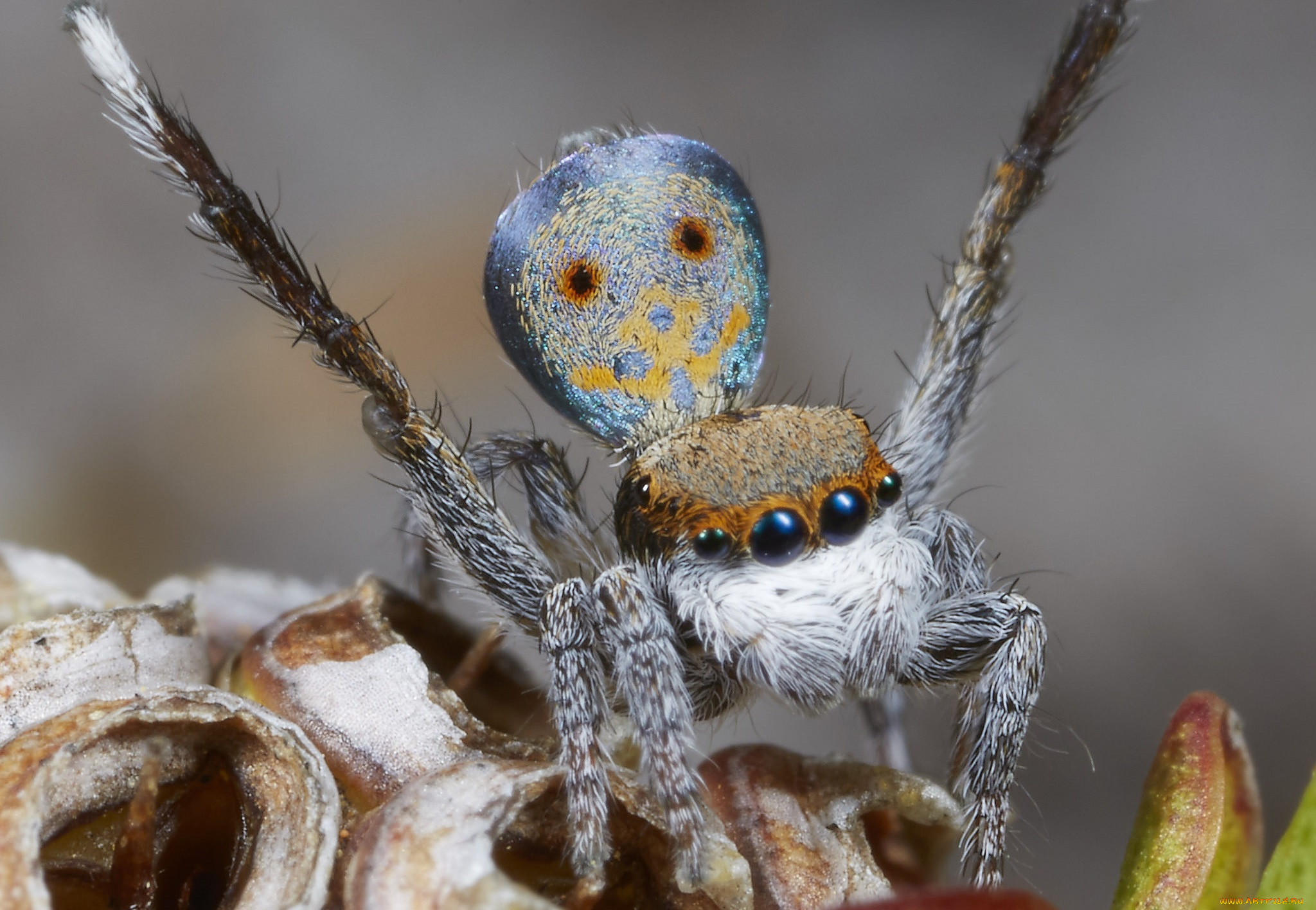 животные, пауки, лапки, паук, макро, джампер, глазки