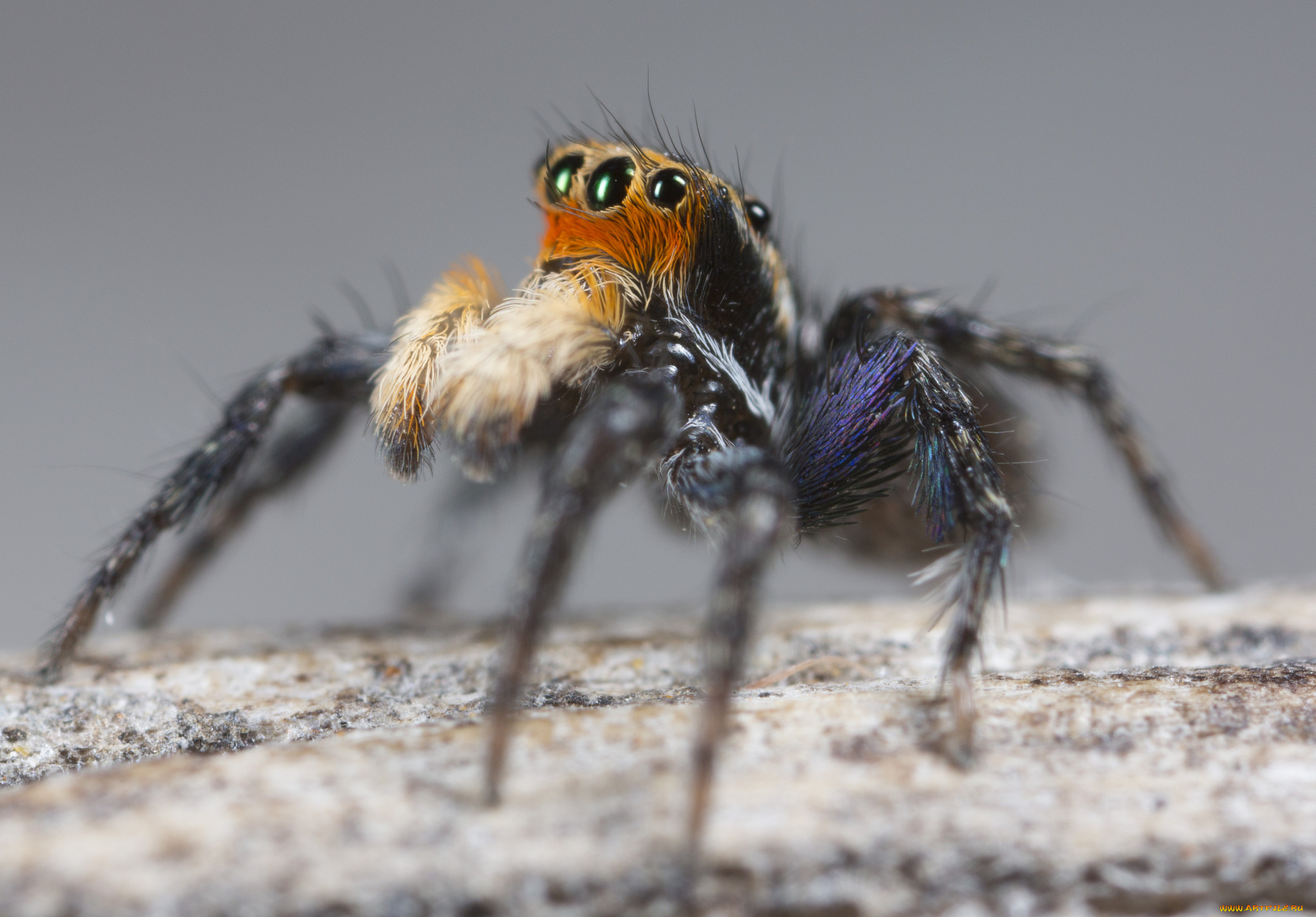 животные, пауки, джампер, глазки, лапки, паук, макро