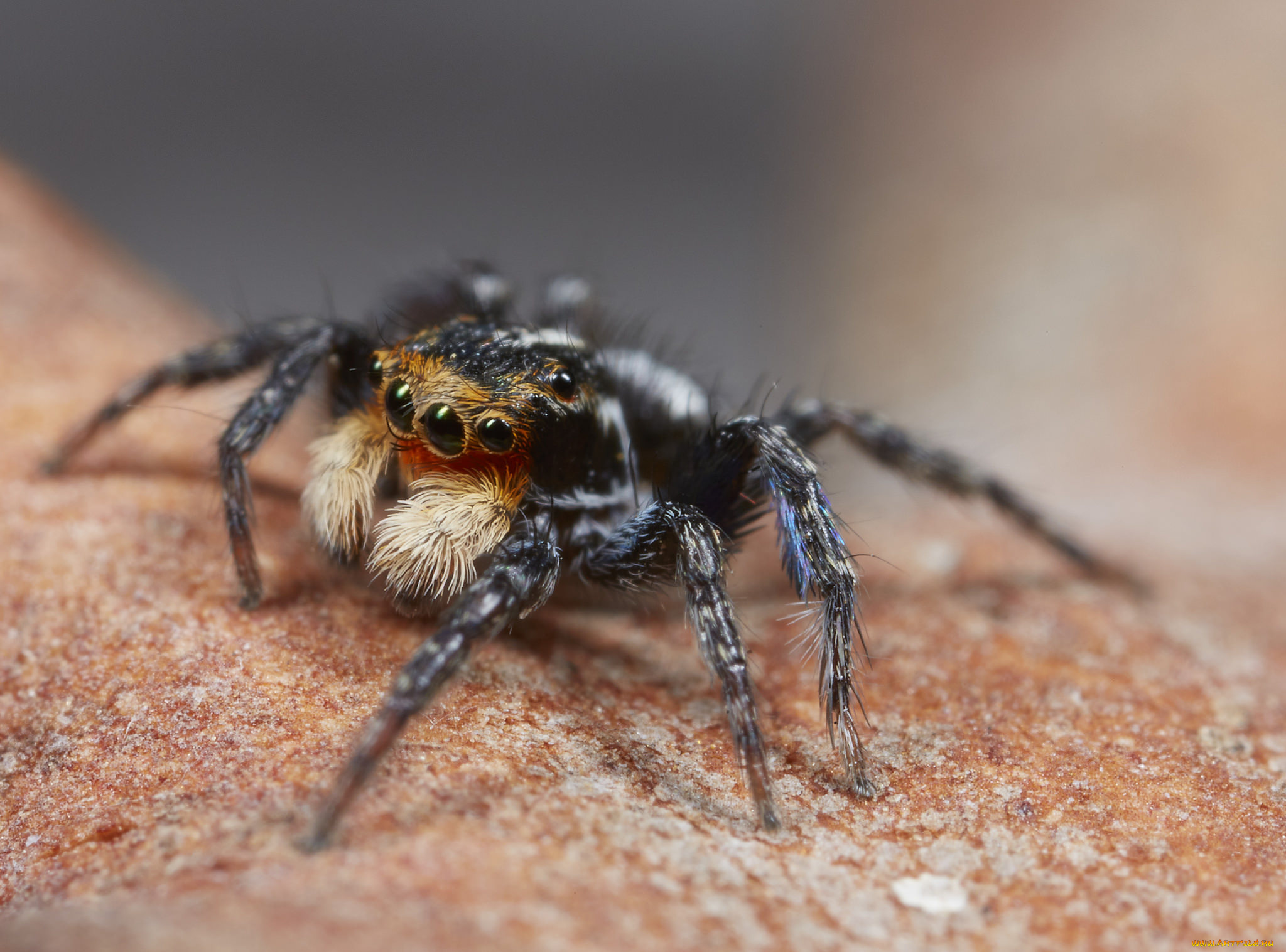 животные, пауки, джампер, глазки, лапки, паук, макро