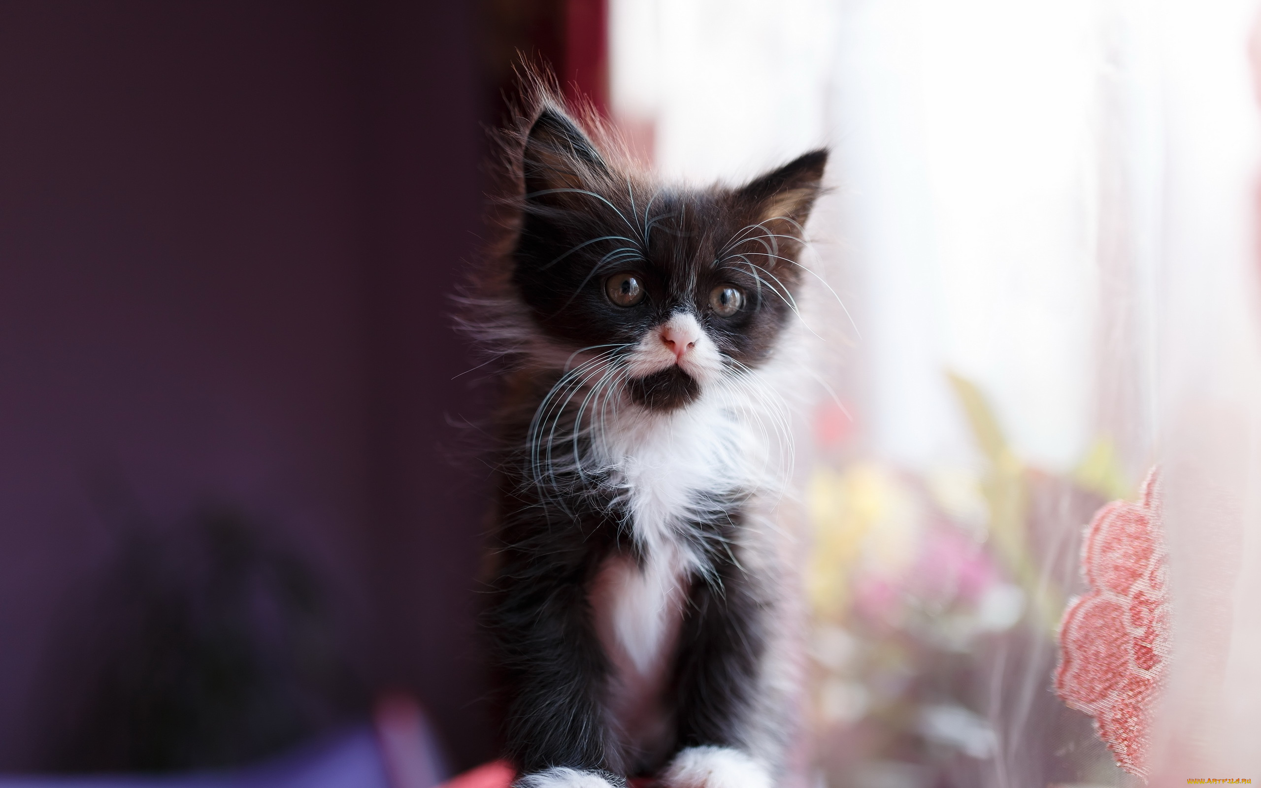 животные, коты, фон, котёнок, взгляд