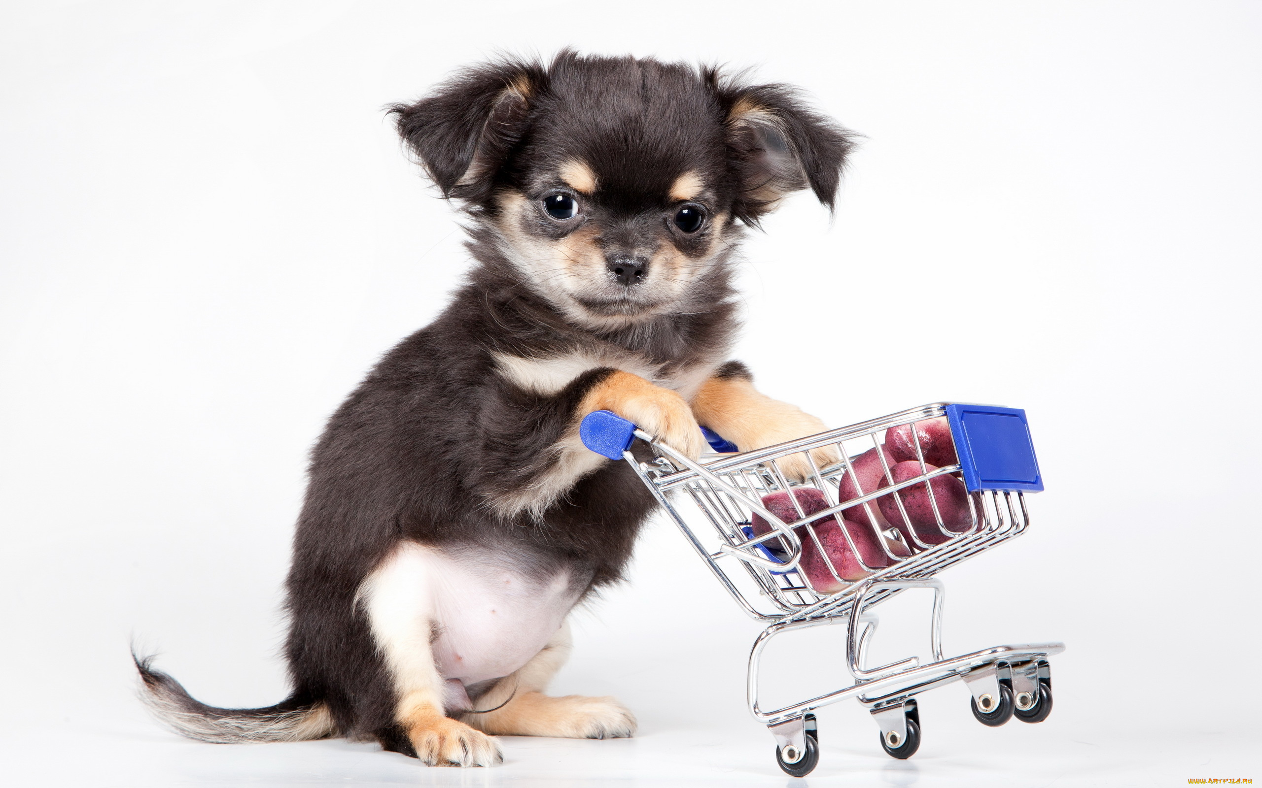 животные, собаки, собака, щенок, фон