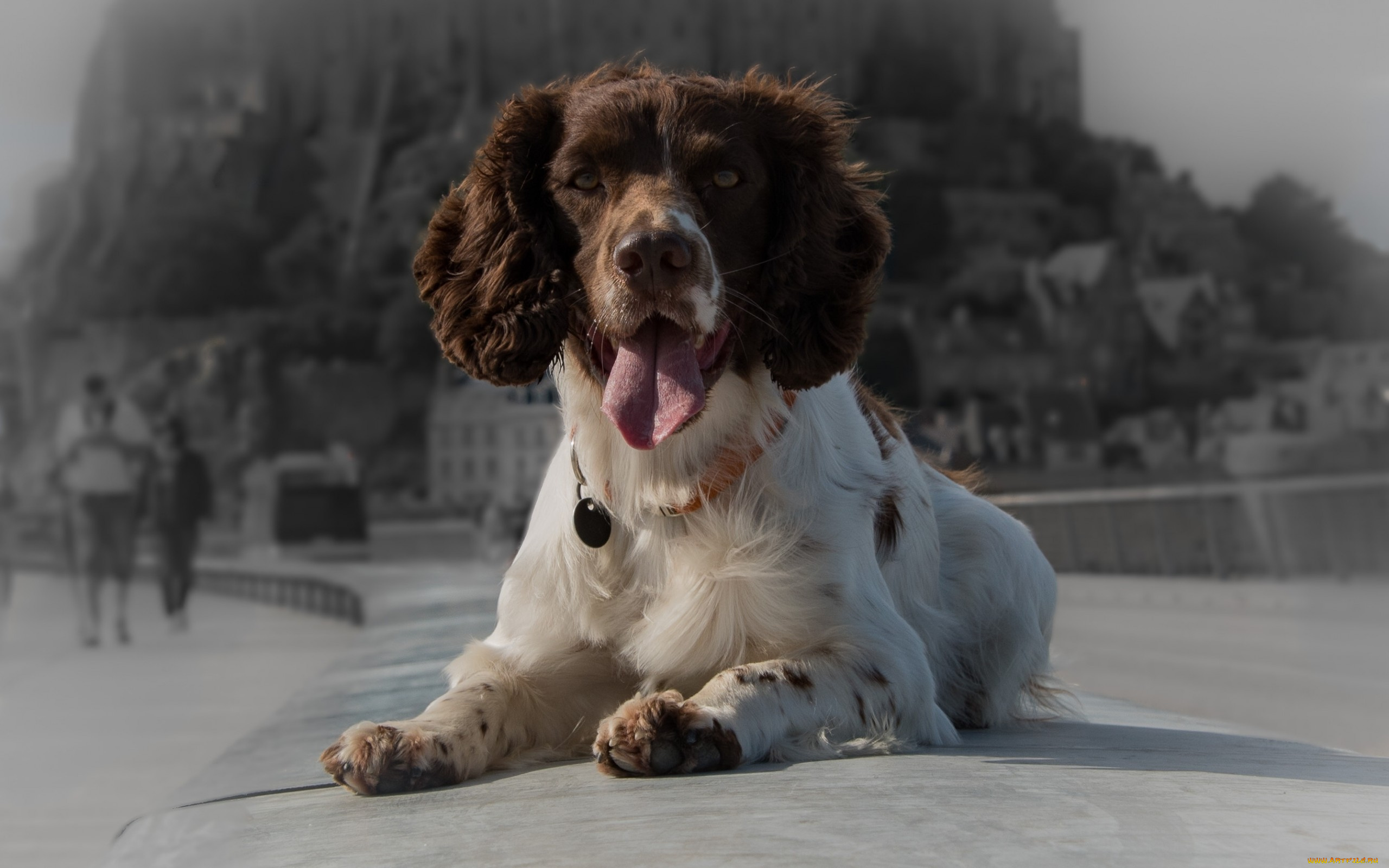 животные, собаки, взгляд, язык, собака