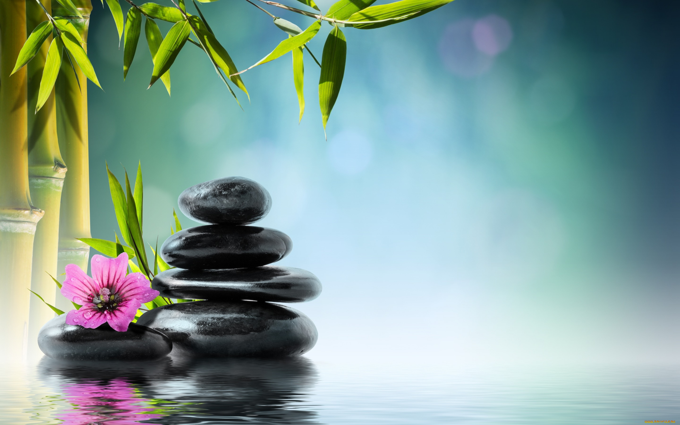 разное, ракушки, , кораллы, , декоративные, и, spa-камни, stones, reflection, zen, water, orchid, flower, spa, bamboo, вода, камни, бамбук, цветок