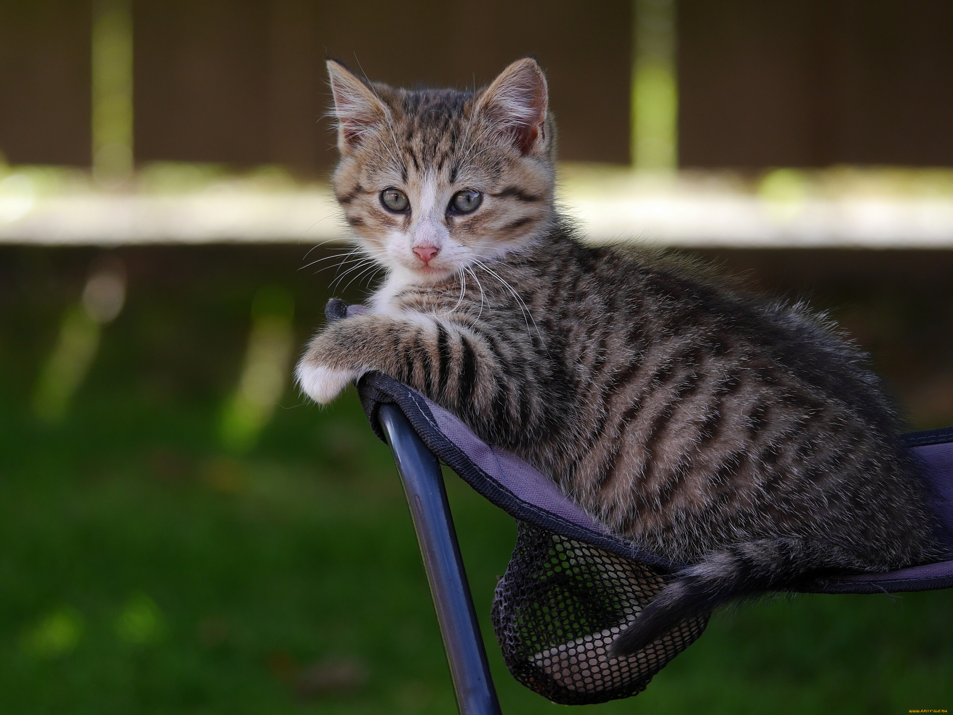 животные, коты, взгляд, котёнок, малыш