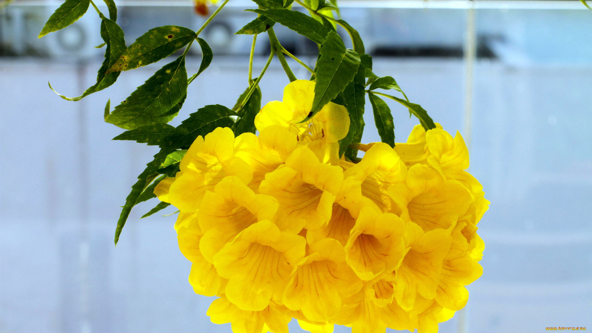 цветы, алламанда, желтый, гроздь, экзотика