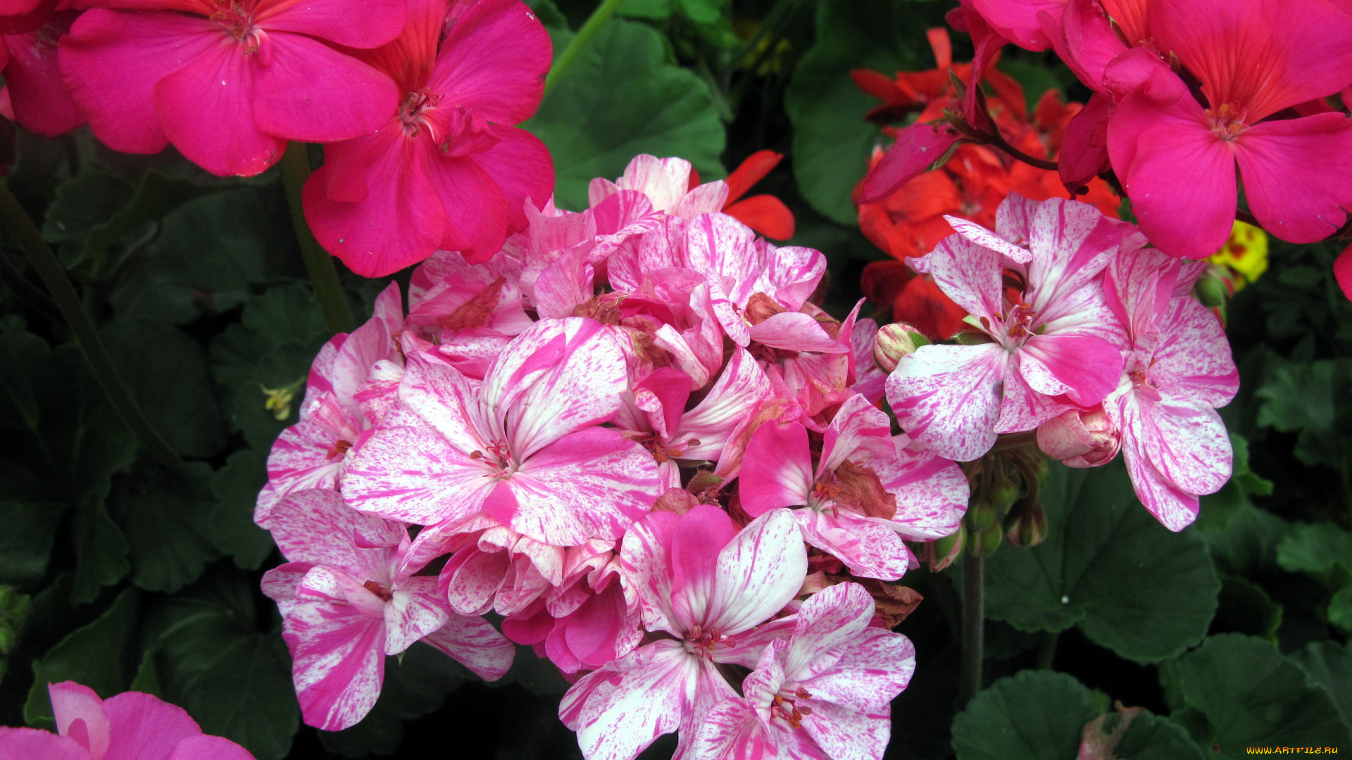 цветы, герань, пестрый