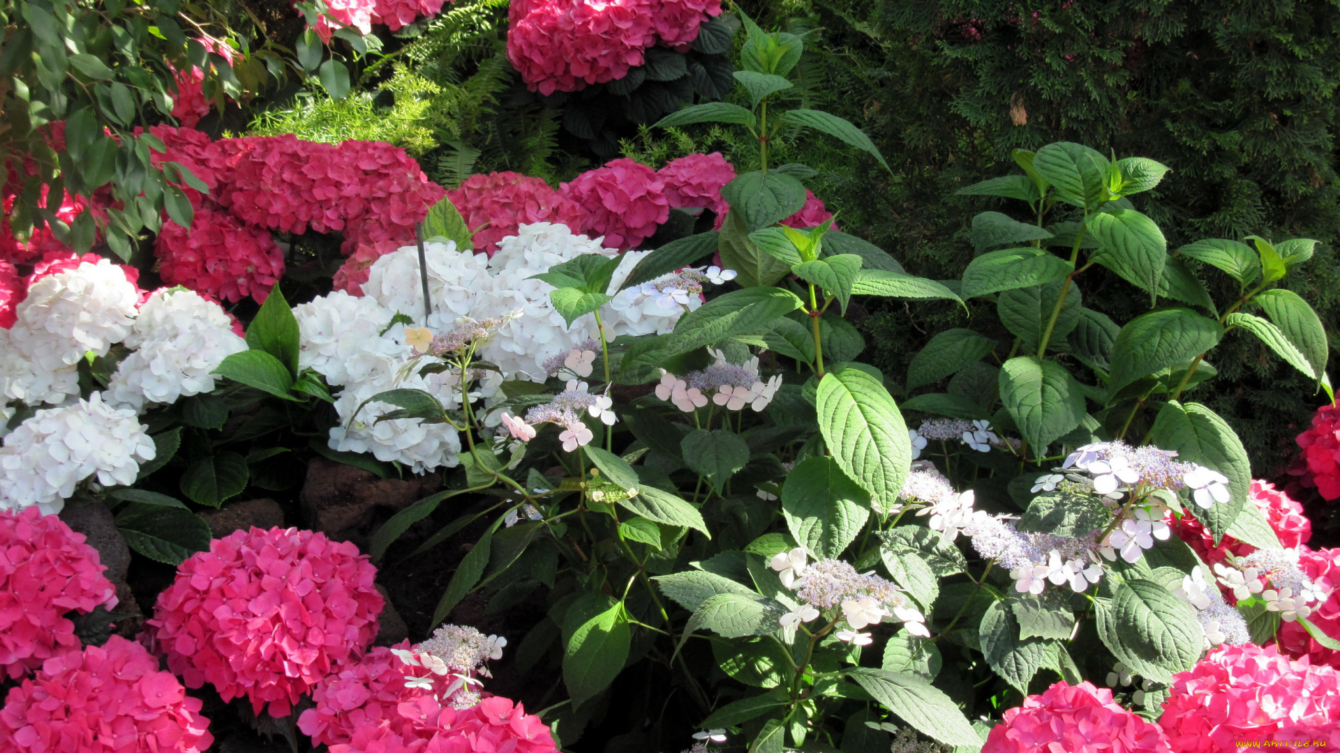 цветы, гортензия, кусты