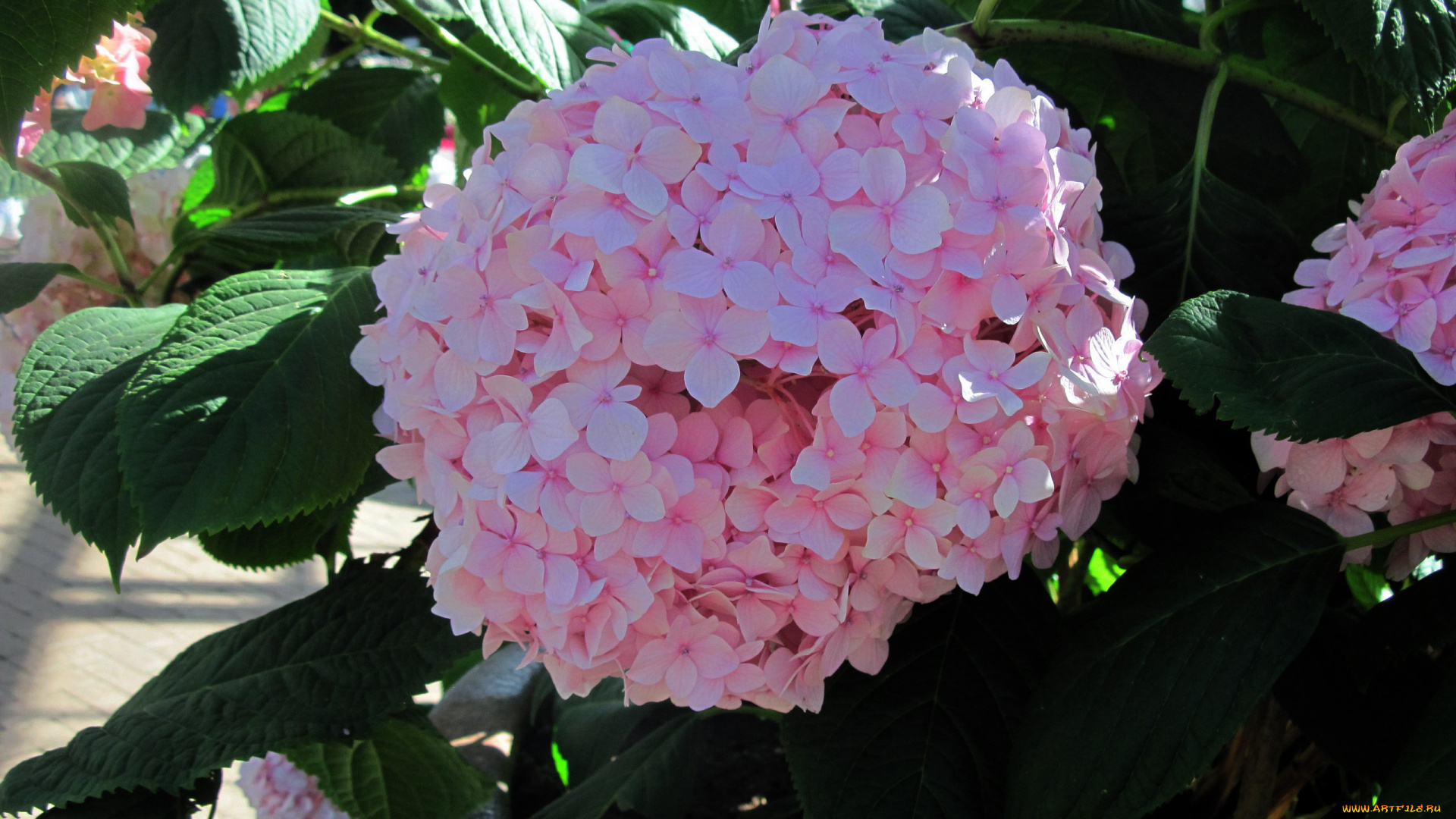 цветы, гортензия, розовый