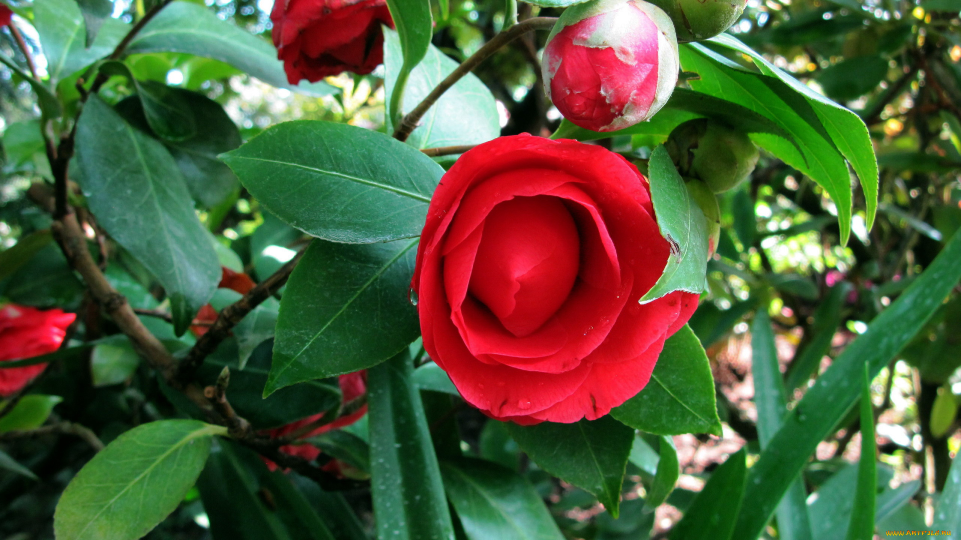 цветы, камелии, алые, бутоны