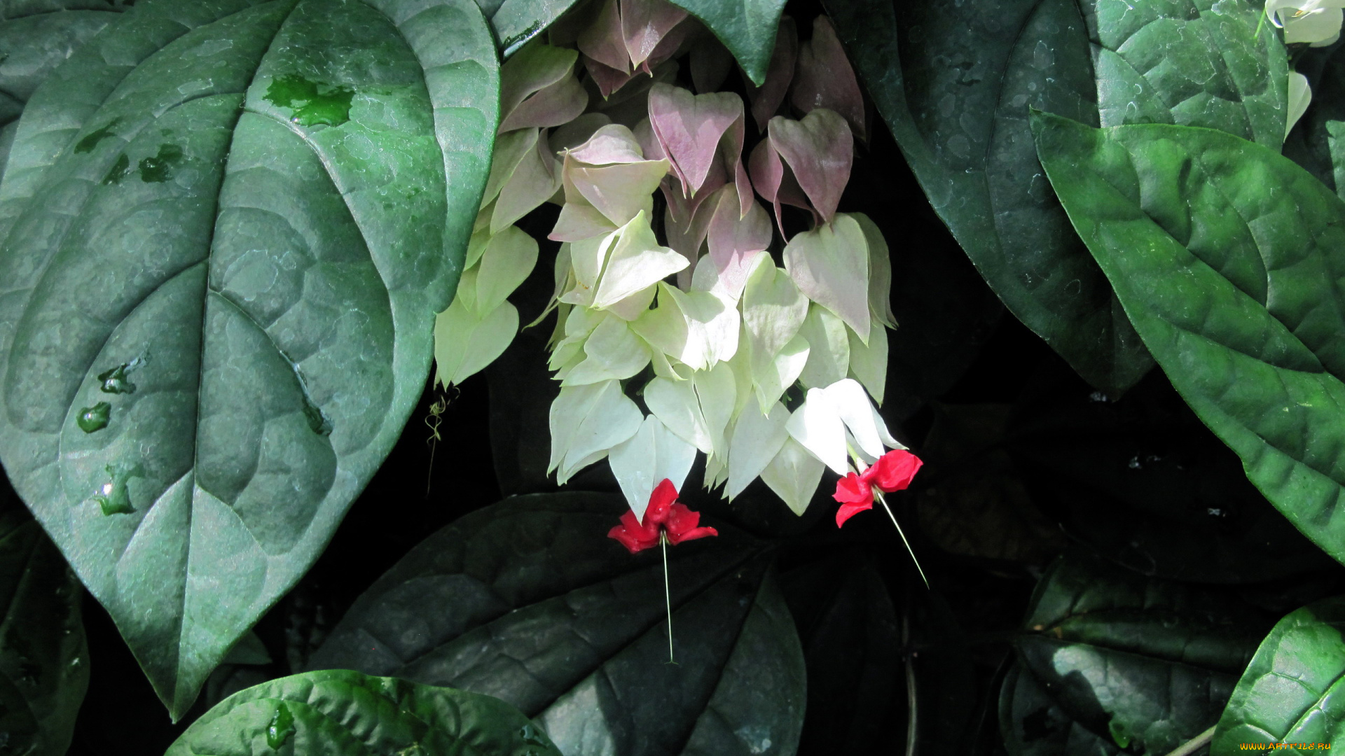 цветы, клеродендрумы, экзотика