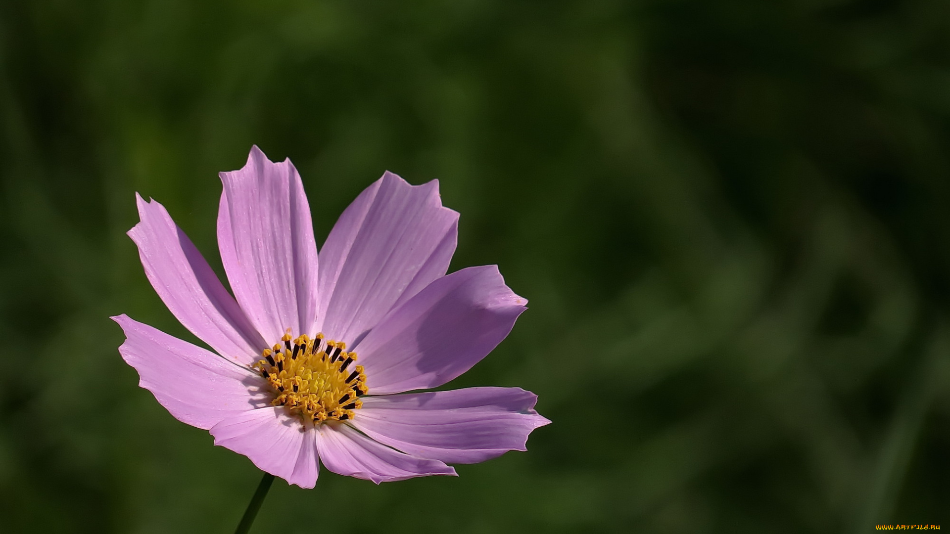 цветы, космея, фон, лепестки