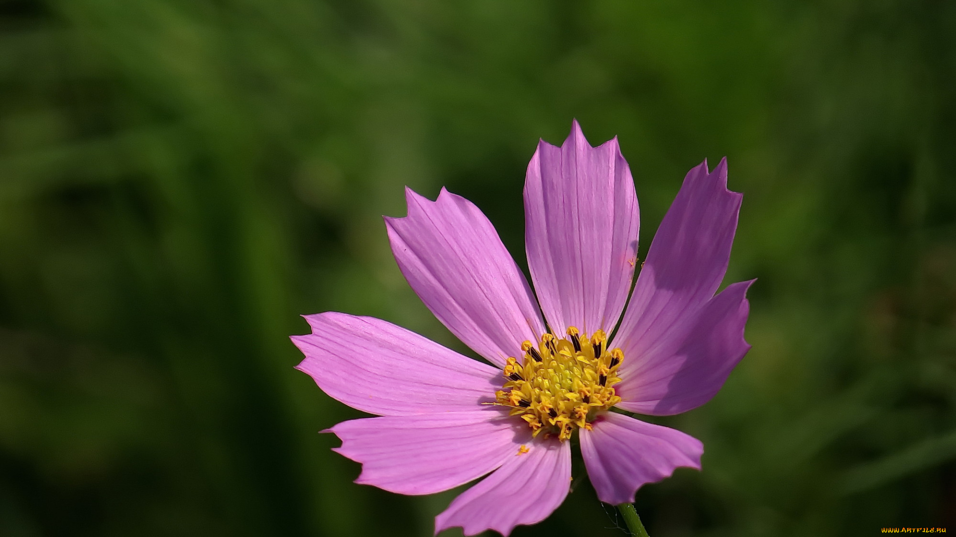 цветы, космея, фон, лепестки