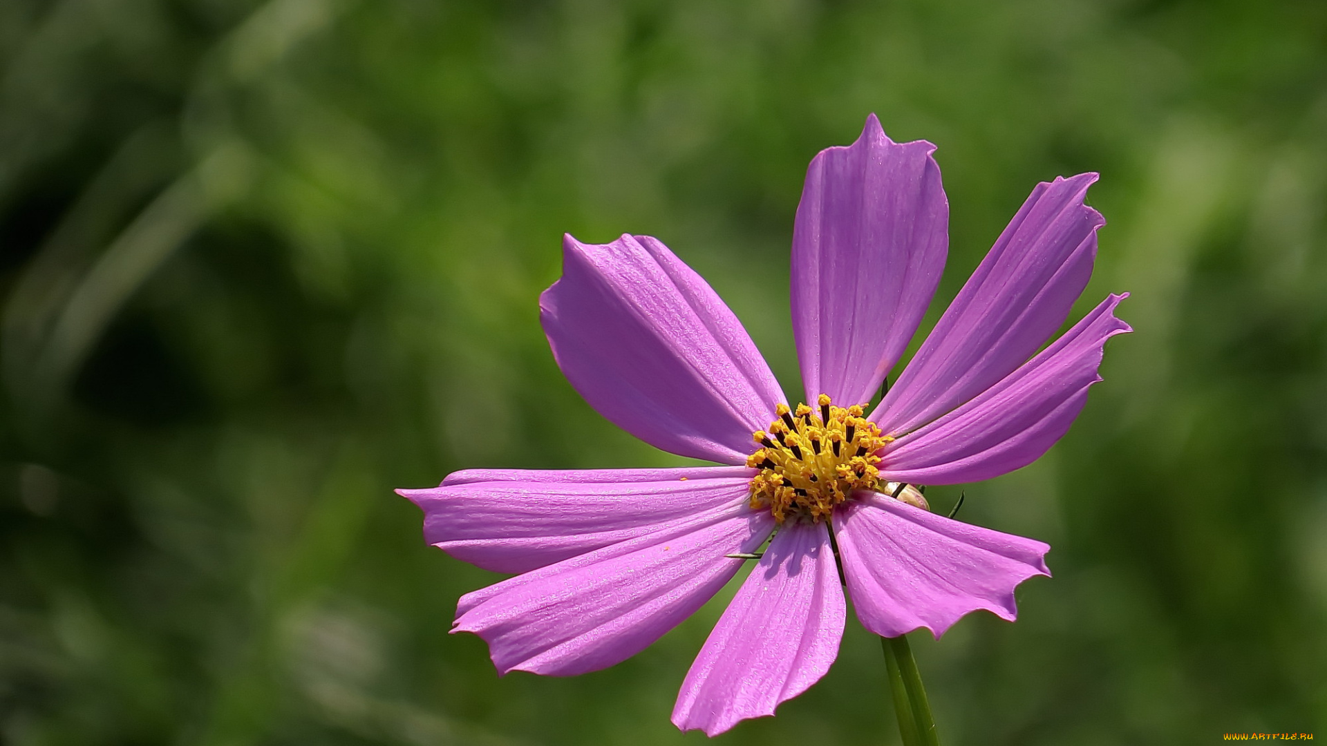 цветы, космея, лепестки, фон