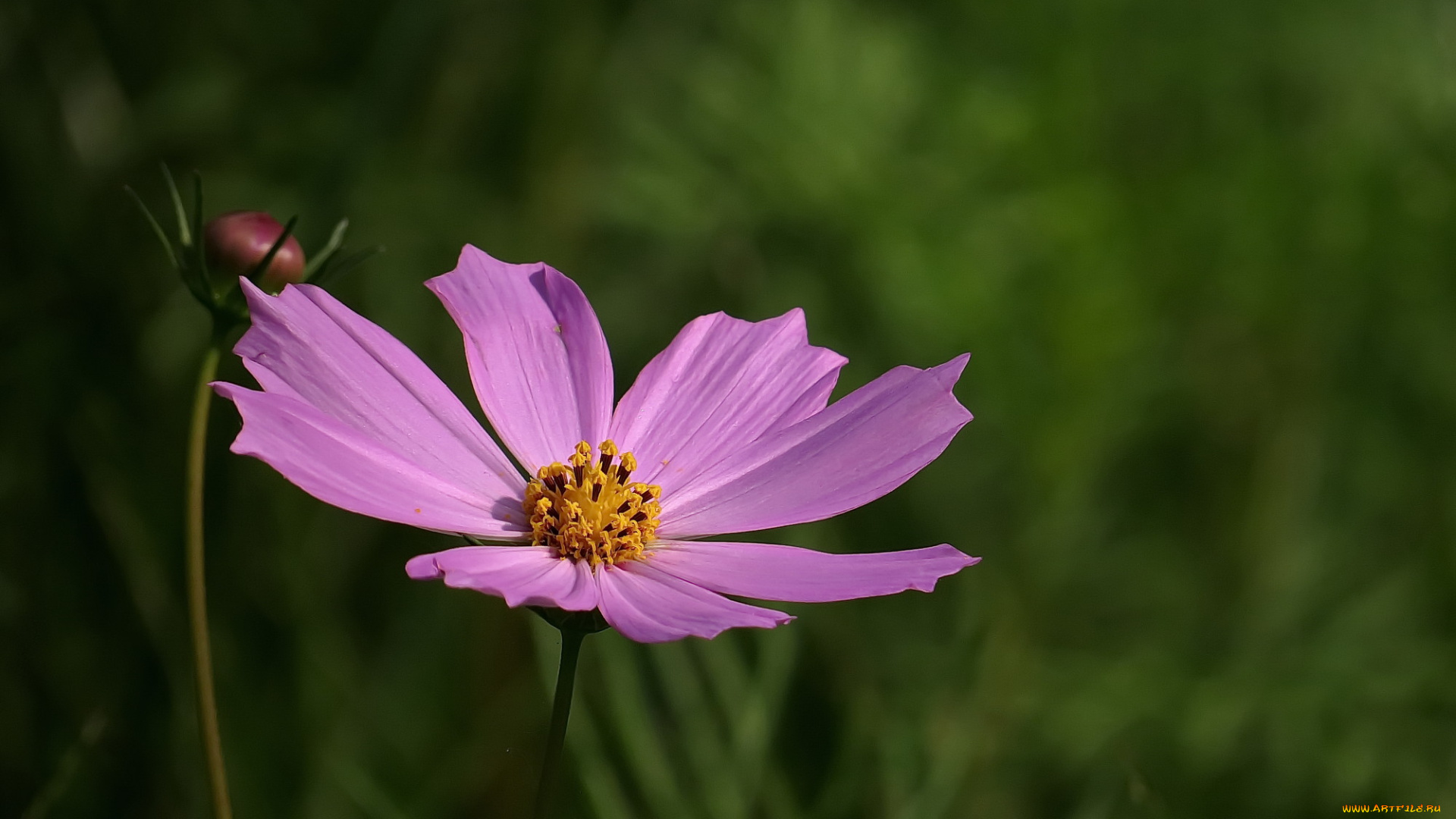 цветы, космея, лепестки, фон
