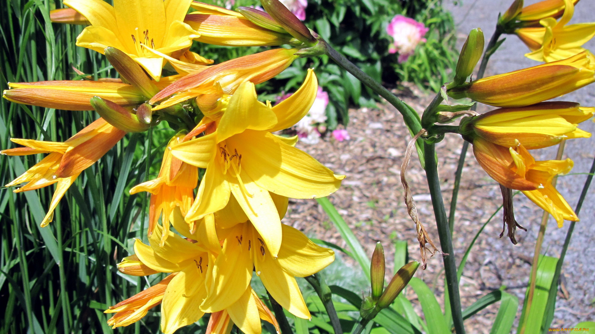 цветы, лилии, , лилейники, желтый