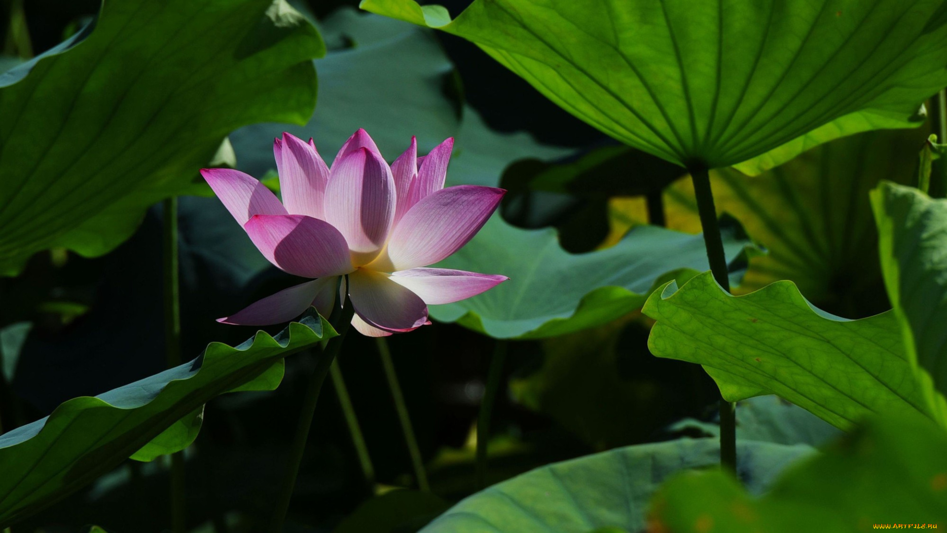 цветы, лотосы, фон, лепестки