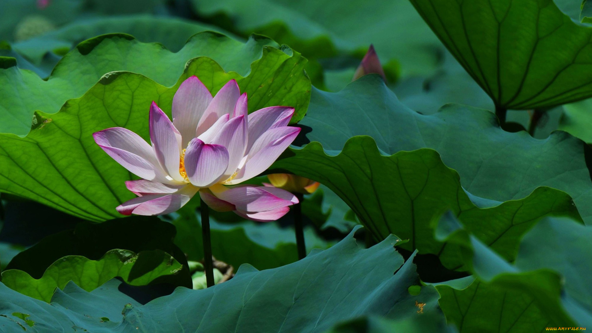 цветы, лотосы, фон, лепестки