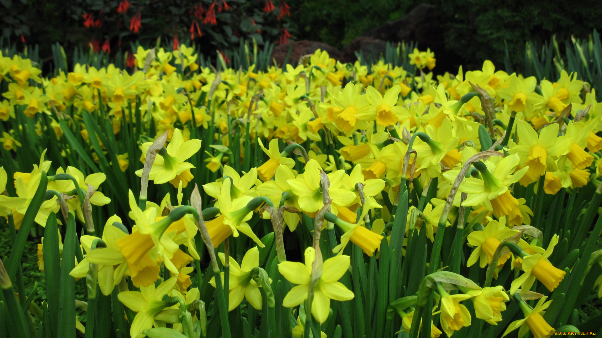 цветы, нарциссы, много