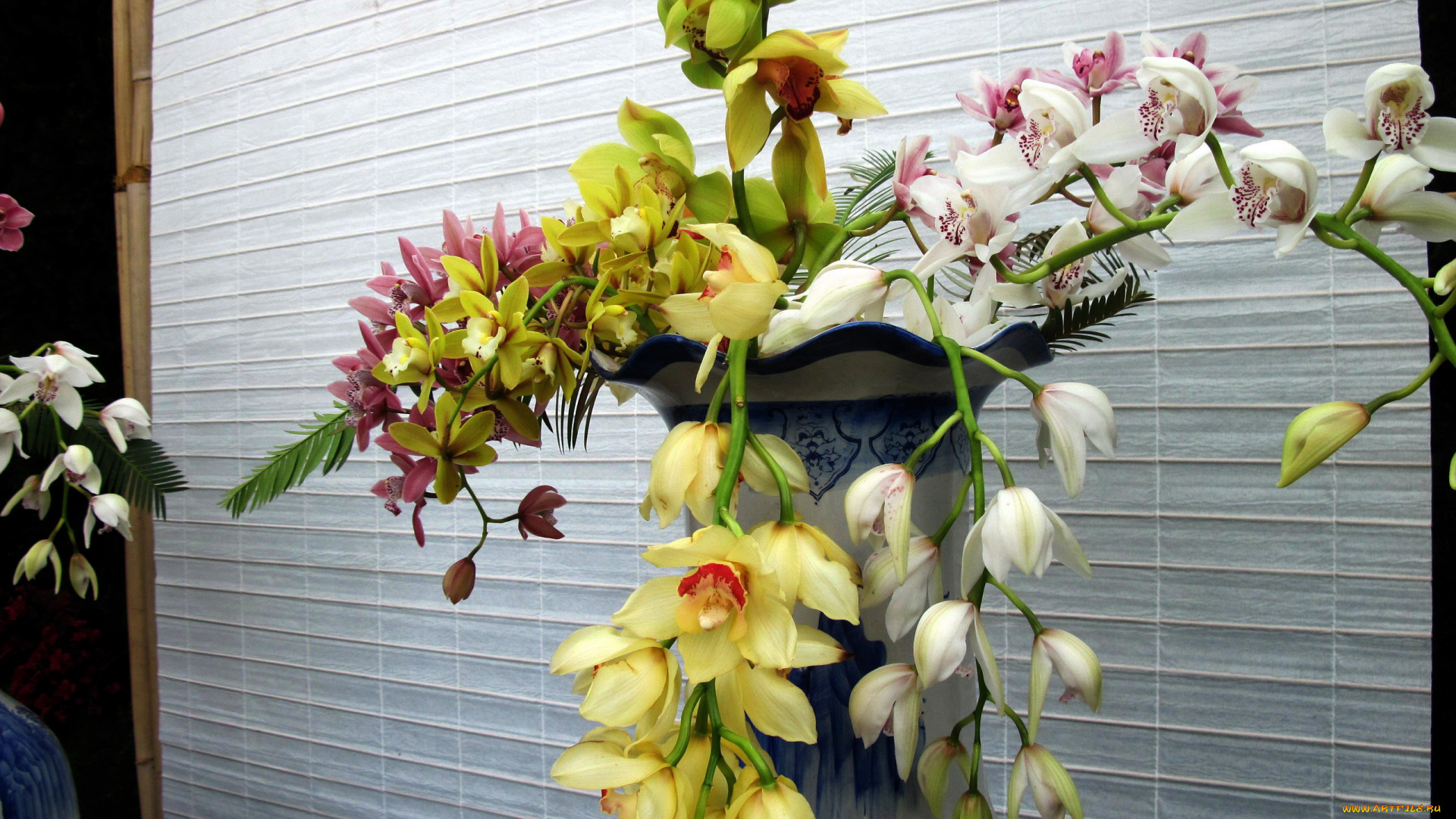 цветы, орхидеи, экзотика