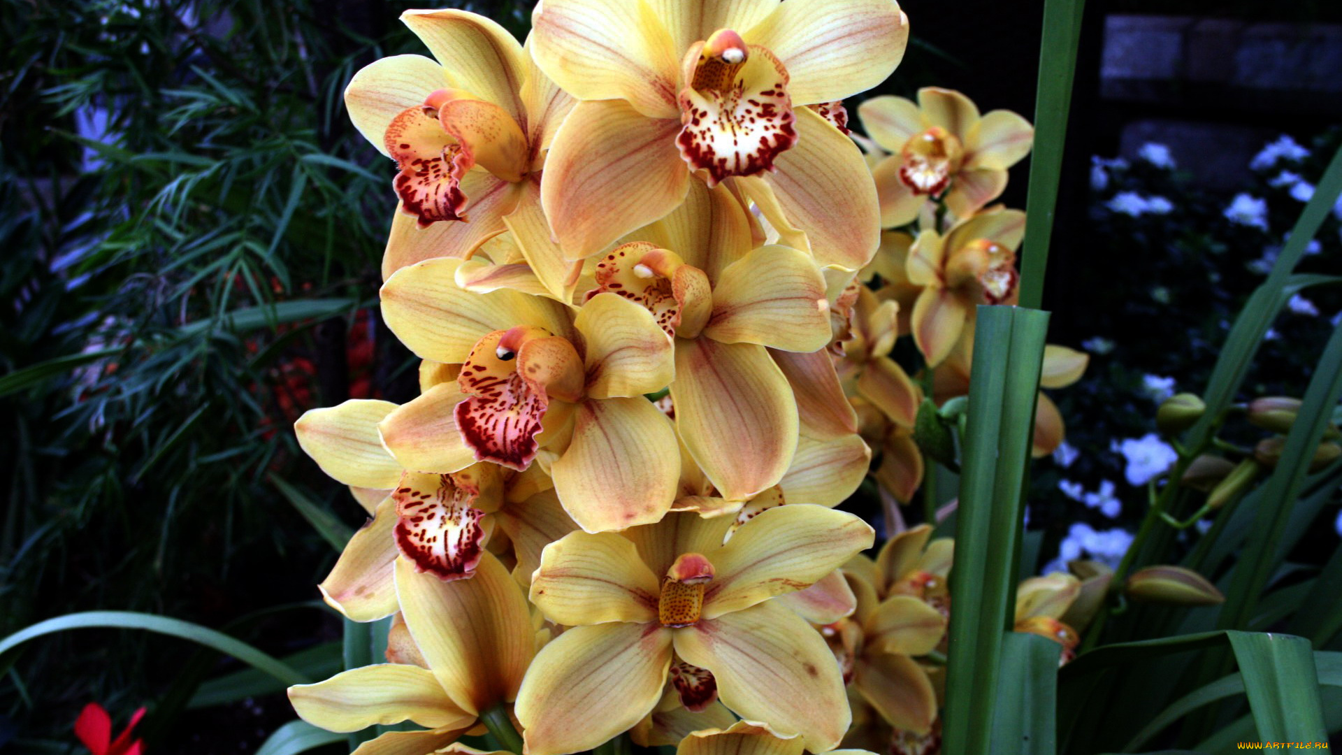 цветы, орхидеи, экзотика