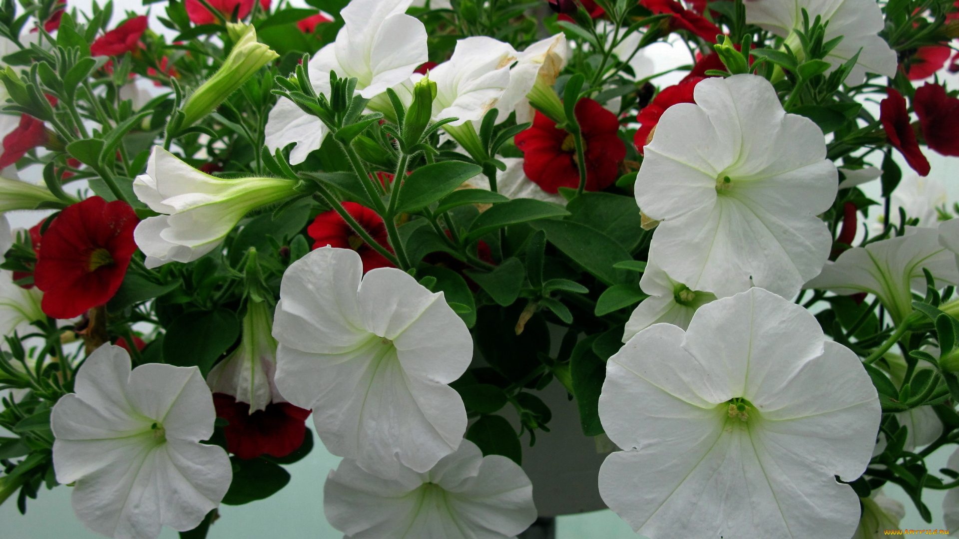 цветы, петунии, , калибрахоа, белый
