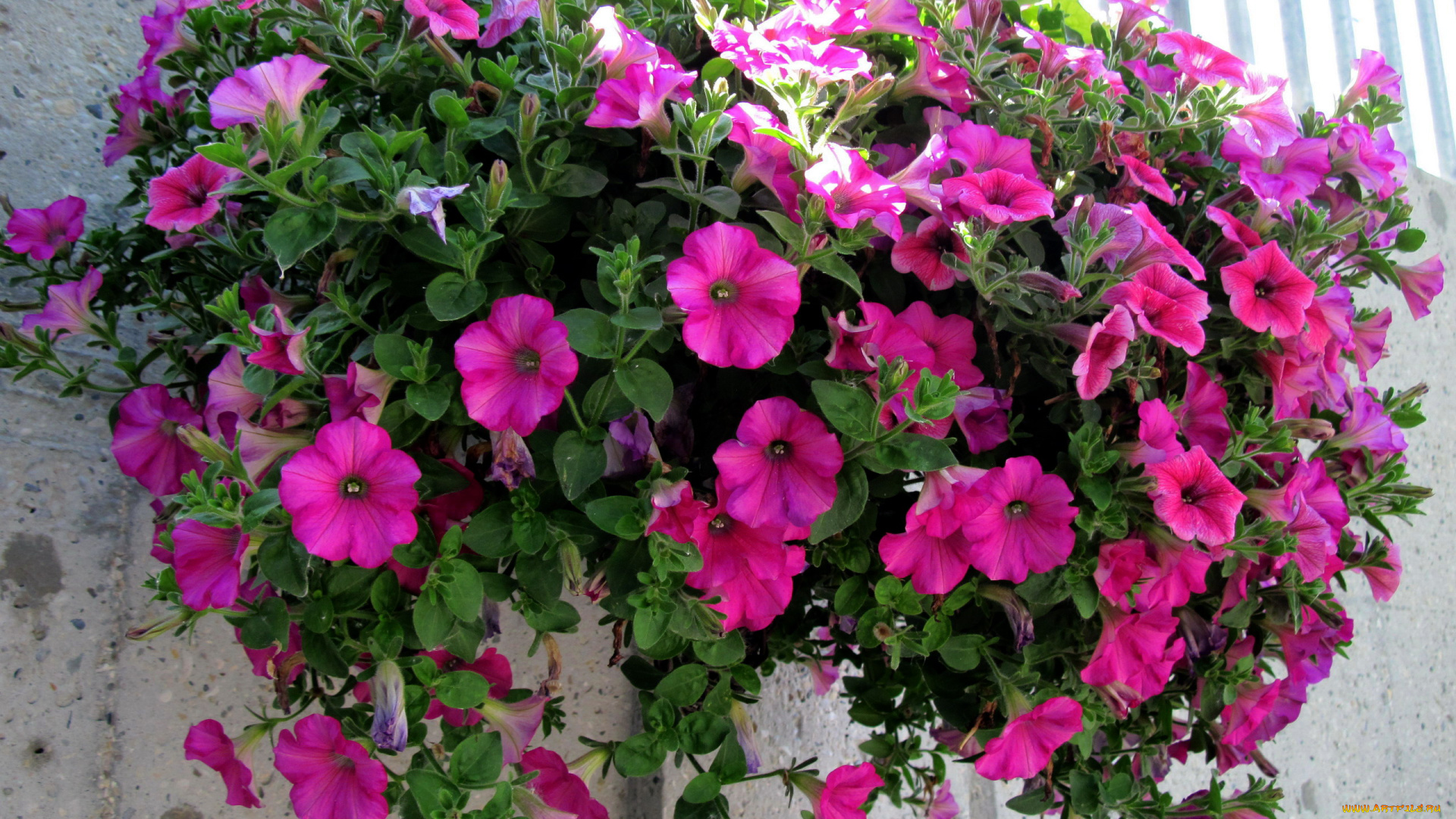 цветы, петунии, , калибрахоа, сурфинии, розовые