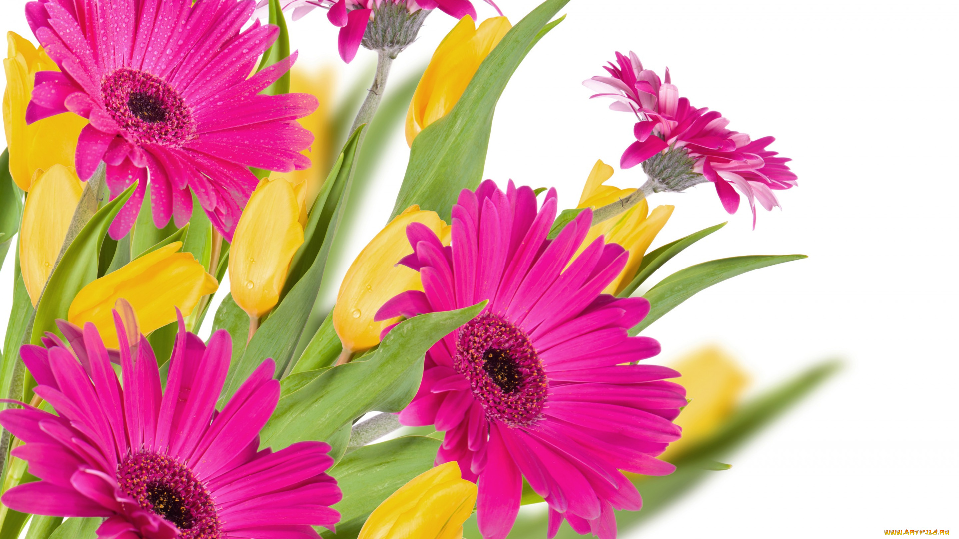 цветы, разные, вместе, tulips, розовые, герберы, gerberas, капли, тюльпаны, pink