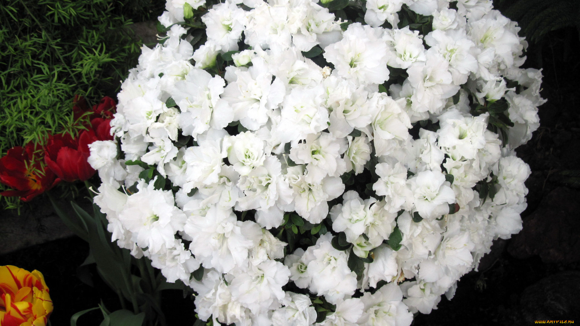 цветы, рододендроны, , азалии, белый, азалия