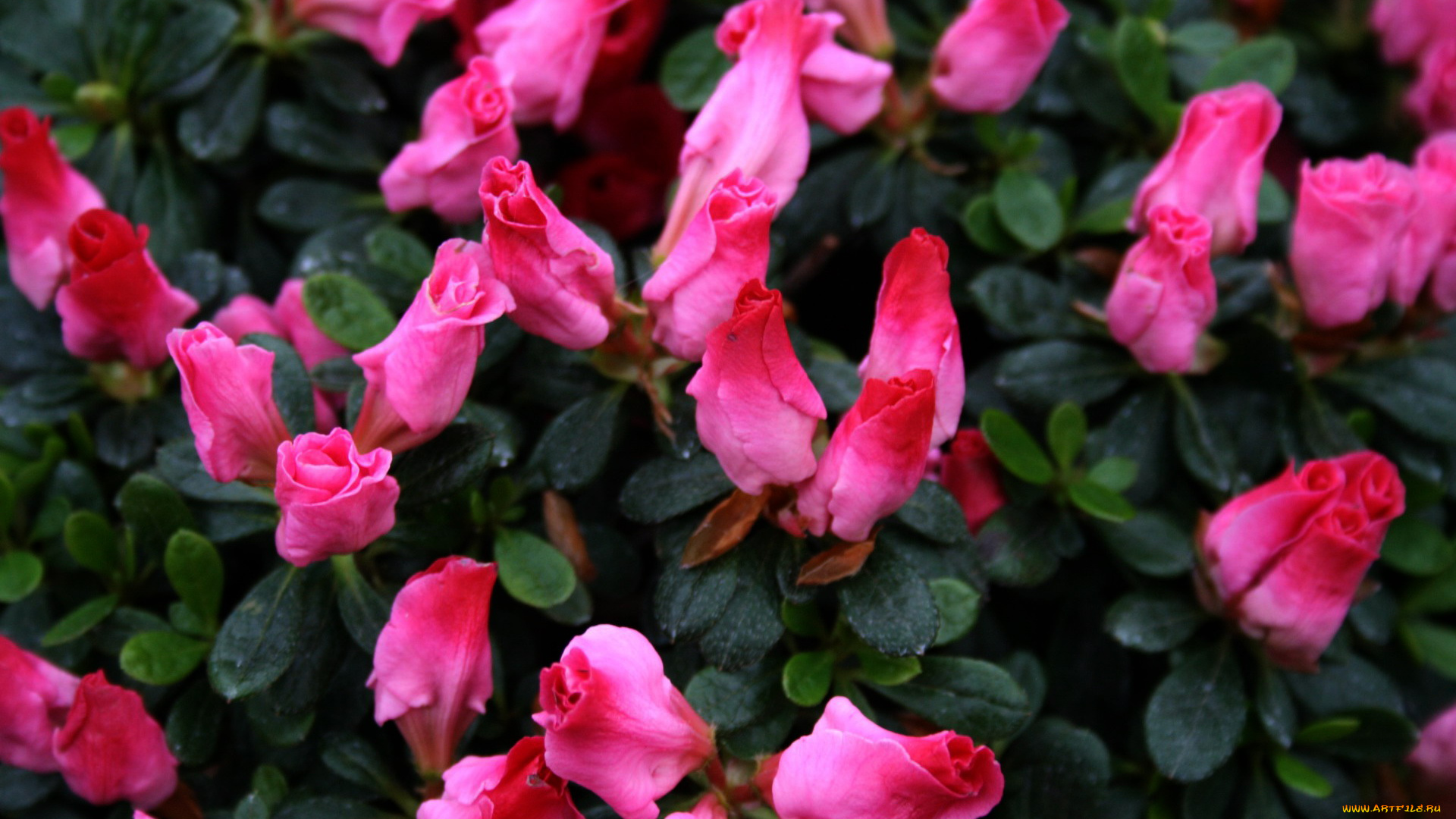 цветы, рододендроны, , азалии, розовые, бутоны, азалия