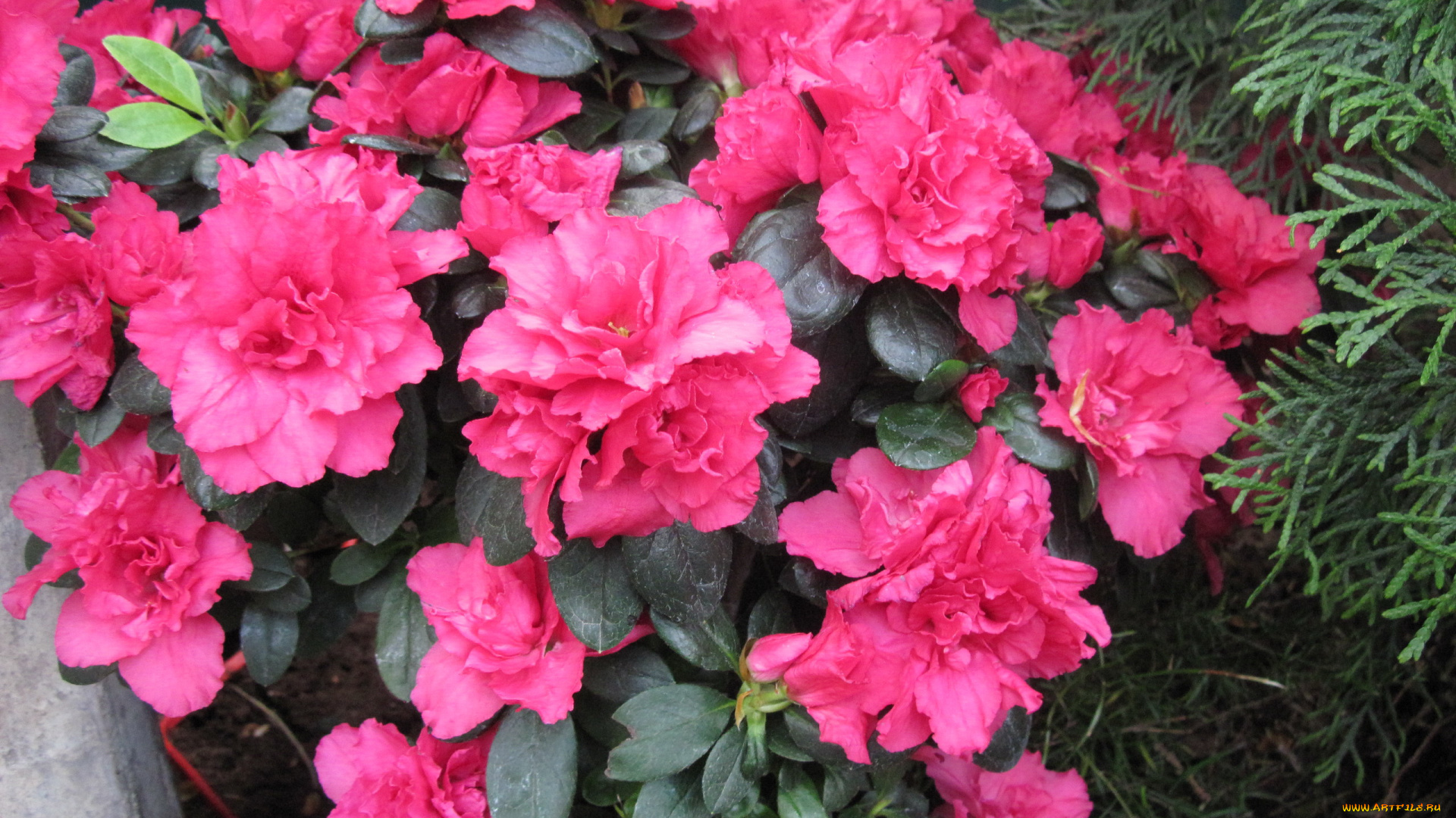 цветы, рододендроны, , азалии, розовый, азалия