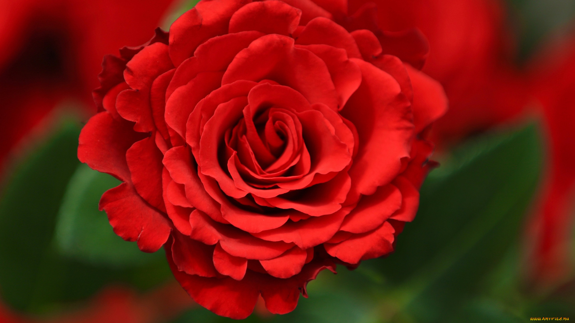 цветы, розы, алая, роза, бутон, фон, макро