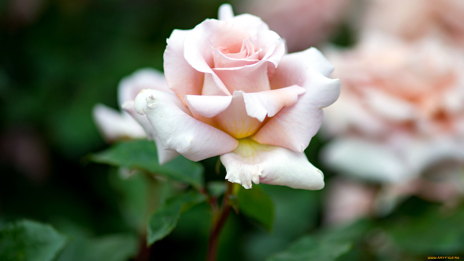 цветы, розы, бутон, нежный