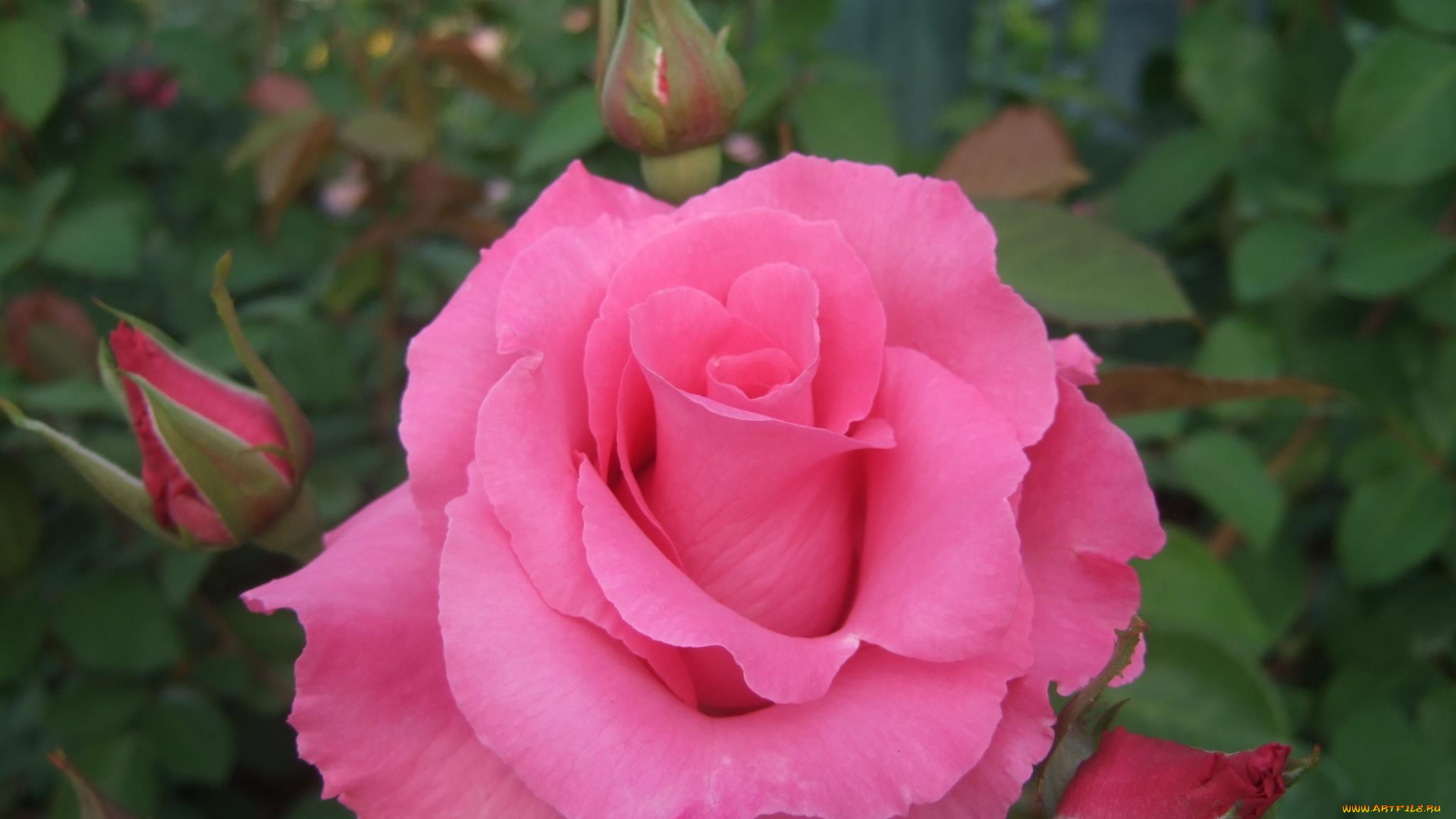 цветы, розы, бутоны, розовый