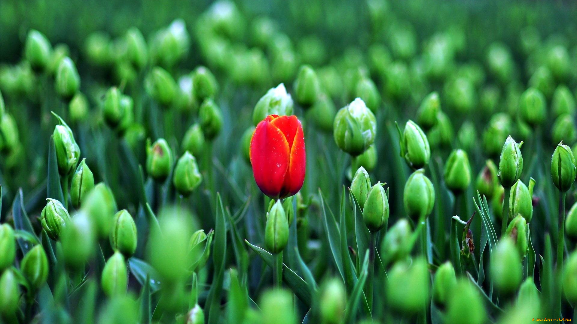 цветы, тюльпаны, красный, тюльпан, поле, зеленые, бутоны