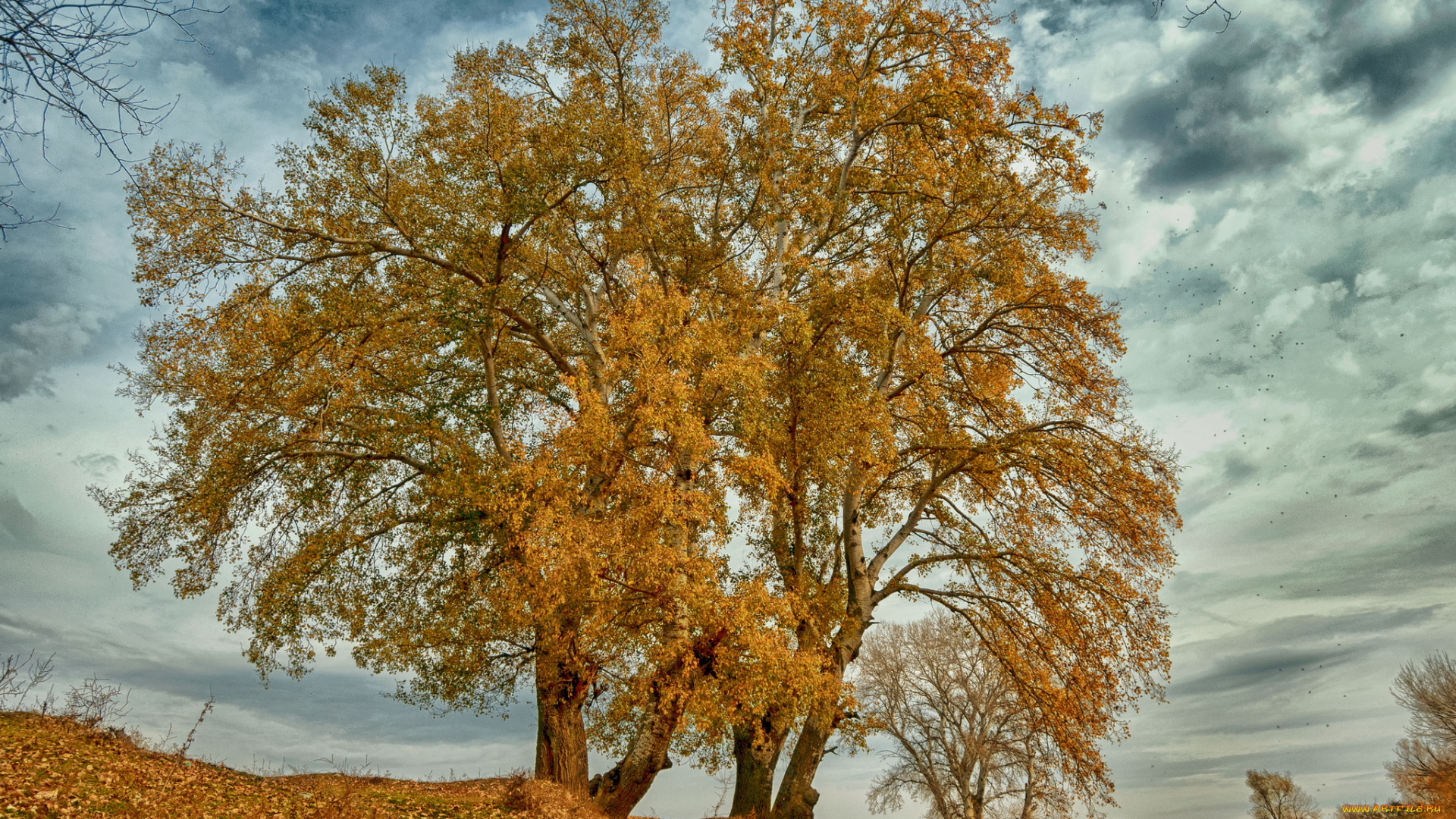 природа, деревья, дерево
